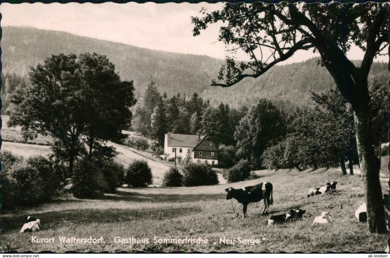 Waltersdorf-Großschönau (Sachsen) Gasthaus Sommerfrische "Neu-Sorge" 1962 - Grossschoenau (Sachsen)