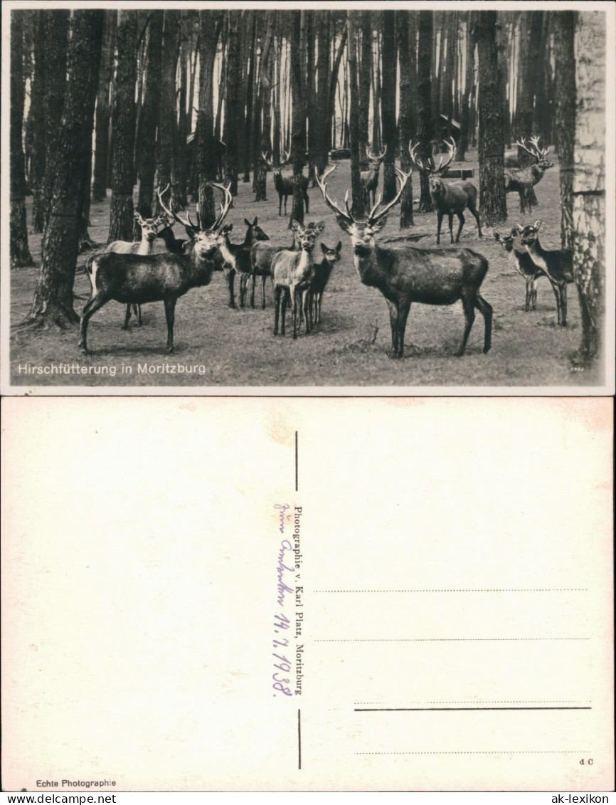 Ansichtskarte Moritzburg Hirschfütterung Im Wald 1938 - Moritzburg