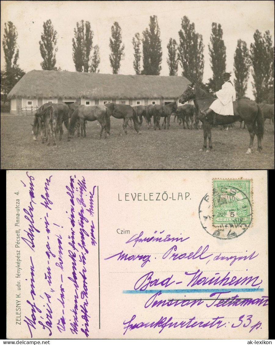Postcard Fünfkirchen Pécs (Pe&#269;uh) Pferde, Bauer Und Gestüt 1926  - Hungary