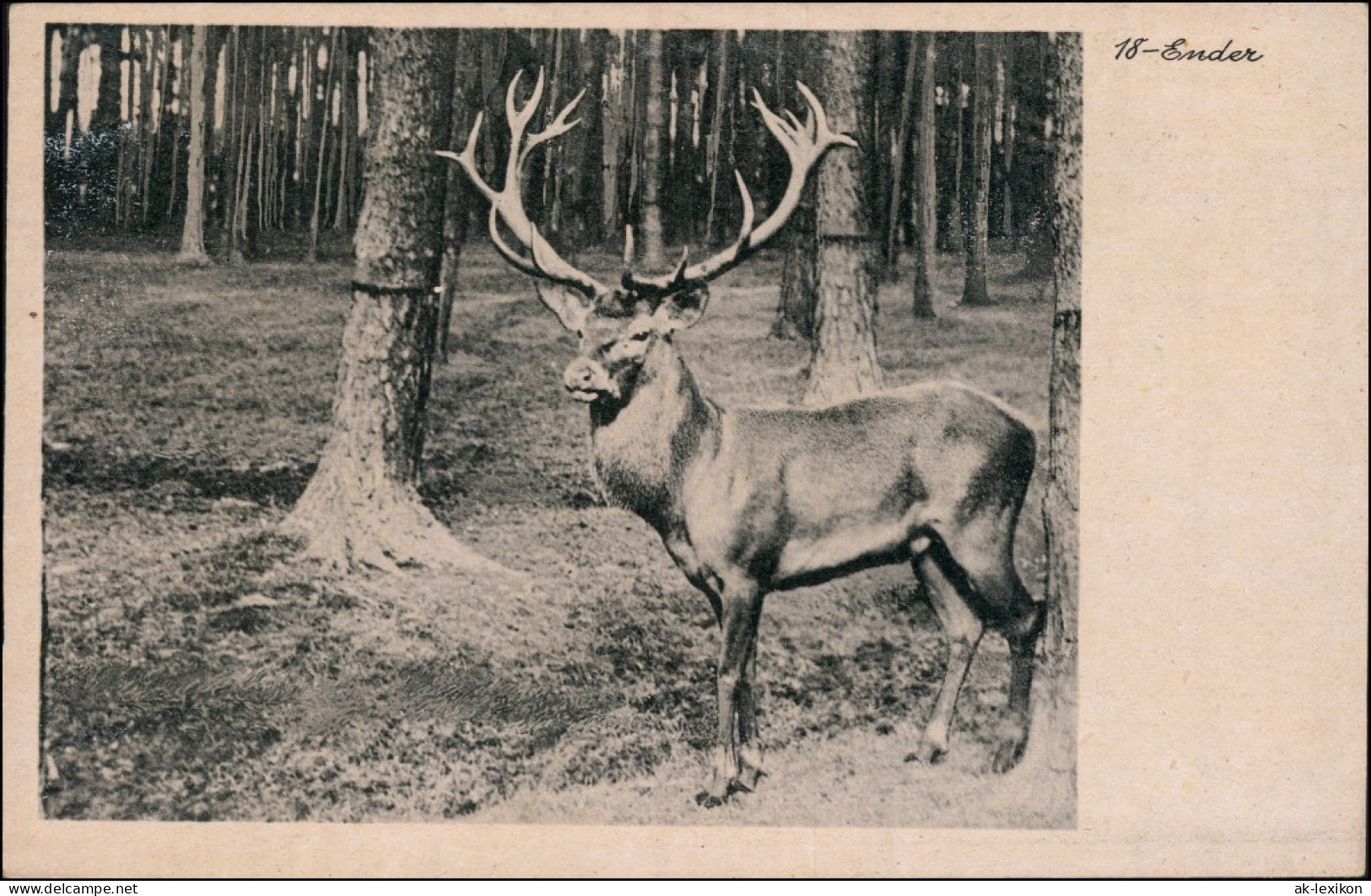 Ansichtskarte Moritzburg 18 Ender Im Schloßpark 1939  - Moritzburg