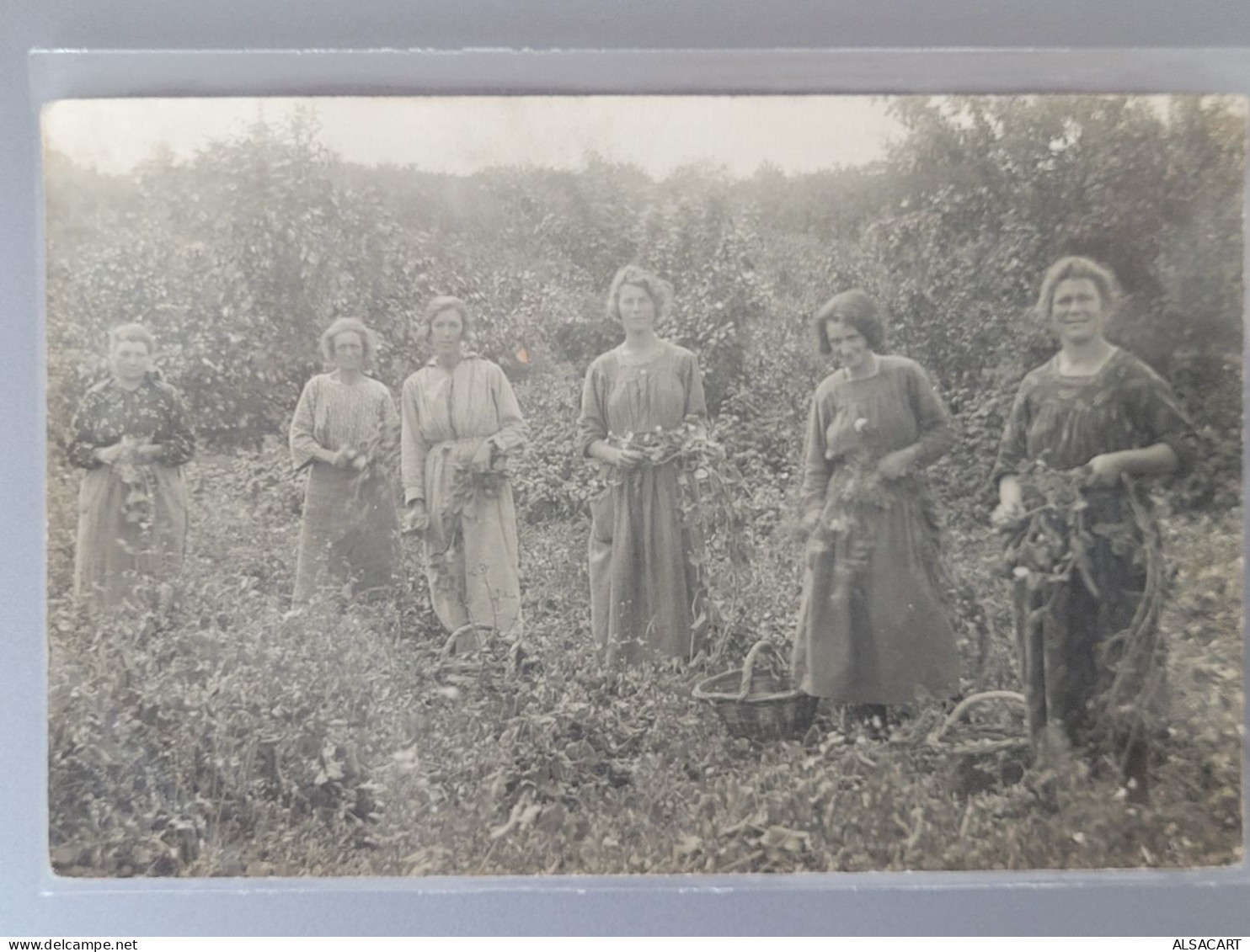 Carte Photo , Femmes à La Récolte De Fruits Ou Légumes - Cultivation