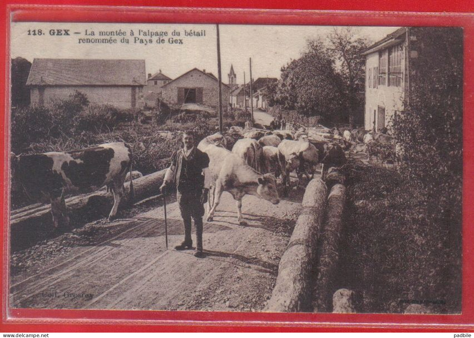 Carte Postale 01. Gex  La Montée De L'alpage Du Bétail  Très Beau Plan - Gex