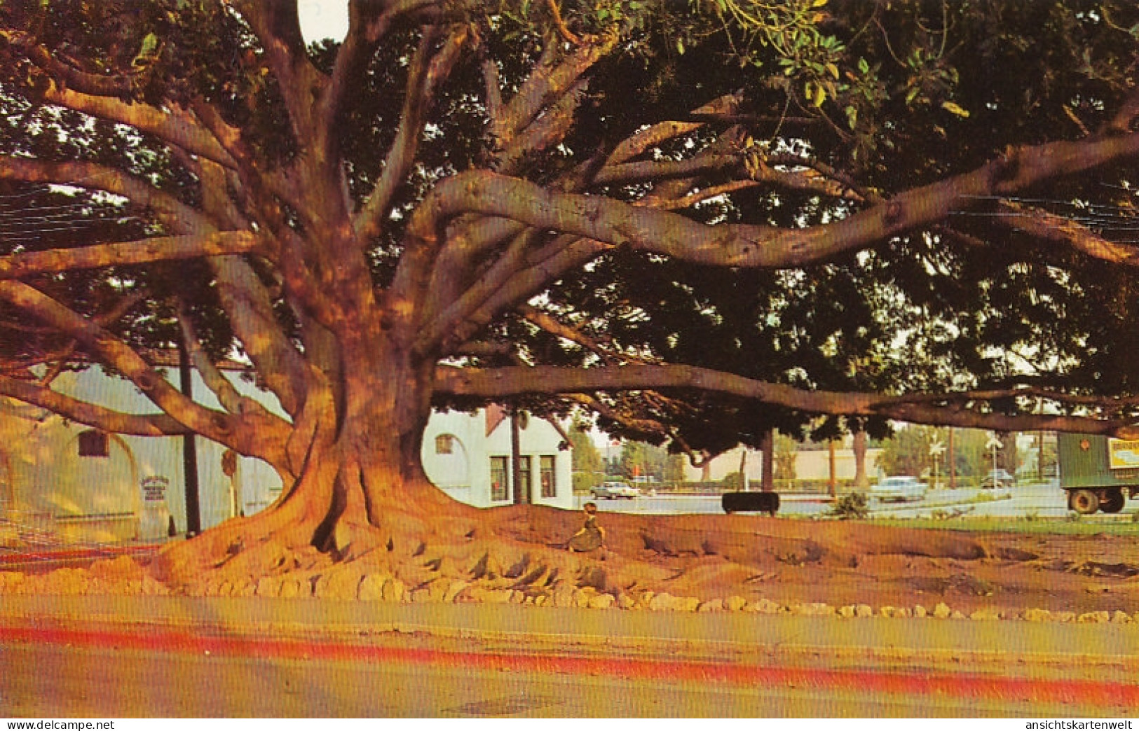 Santa Barbara Moreton Bay Fig Tree Ngl #114.652 - Sonstige & Ohne Zuordnung