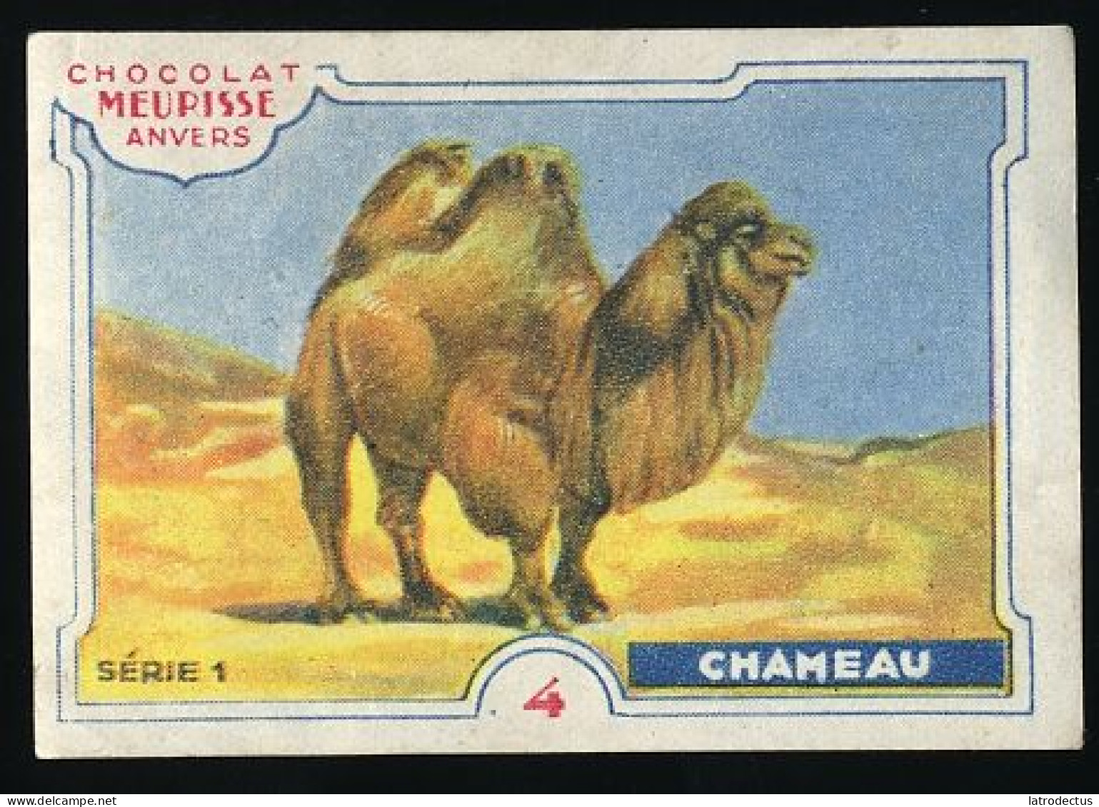 Meurisse - Ca 1930 - 1 - Les Animaux Sauvages, Wild Animals - 4 - Chameau, Camel - Autres & Non Classés