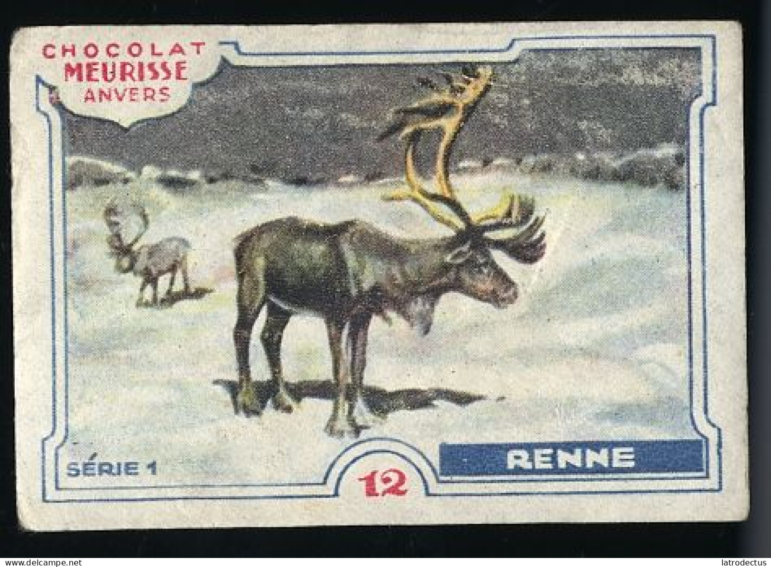 Meurisse - Ca 1930 - 1 - Les Animaux Sauvages, Wild Animals - 12 - Renne, Reindeer, Rendier - Sonstige & Ohne Zuordnung