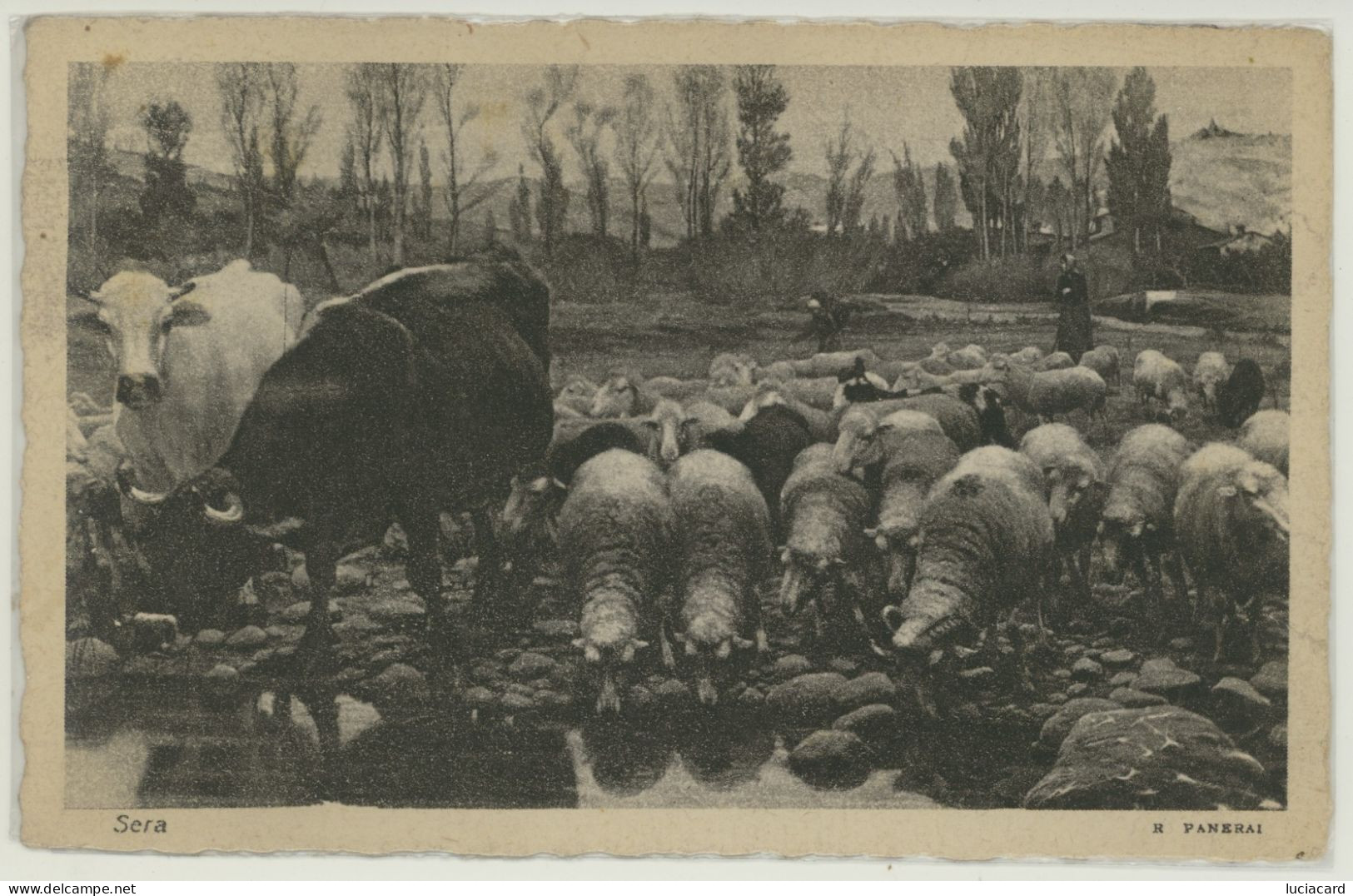 BESTIAME MUCCHE E PECORE  AL FIUME -FORMATO PICCOLO-VIAGG.1932 DA FERRARA - Viehzucht