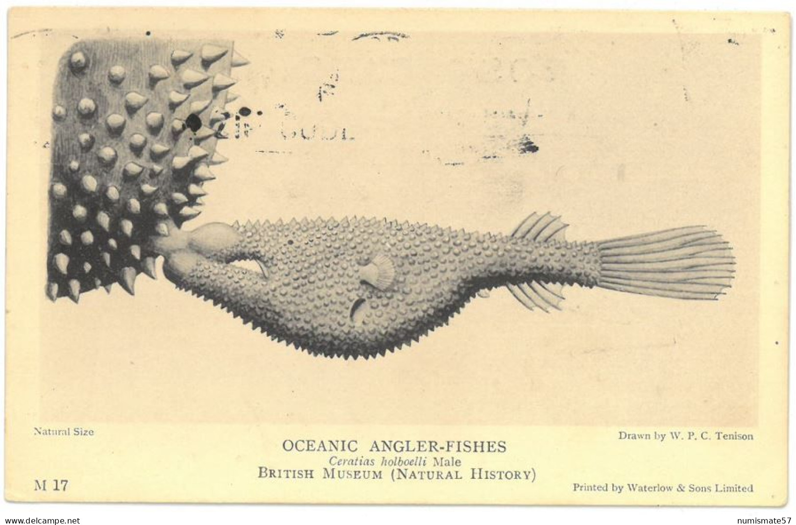 CPA OCEANIC ANGLER-FISHES - Ceratias Holboelli Male - Poissons Et Crustacés