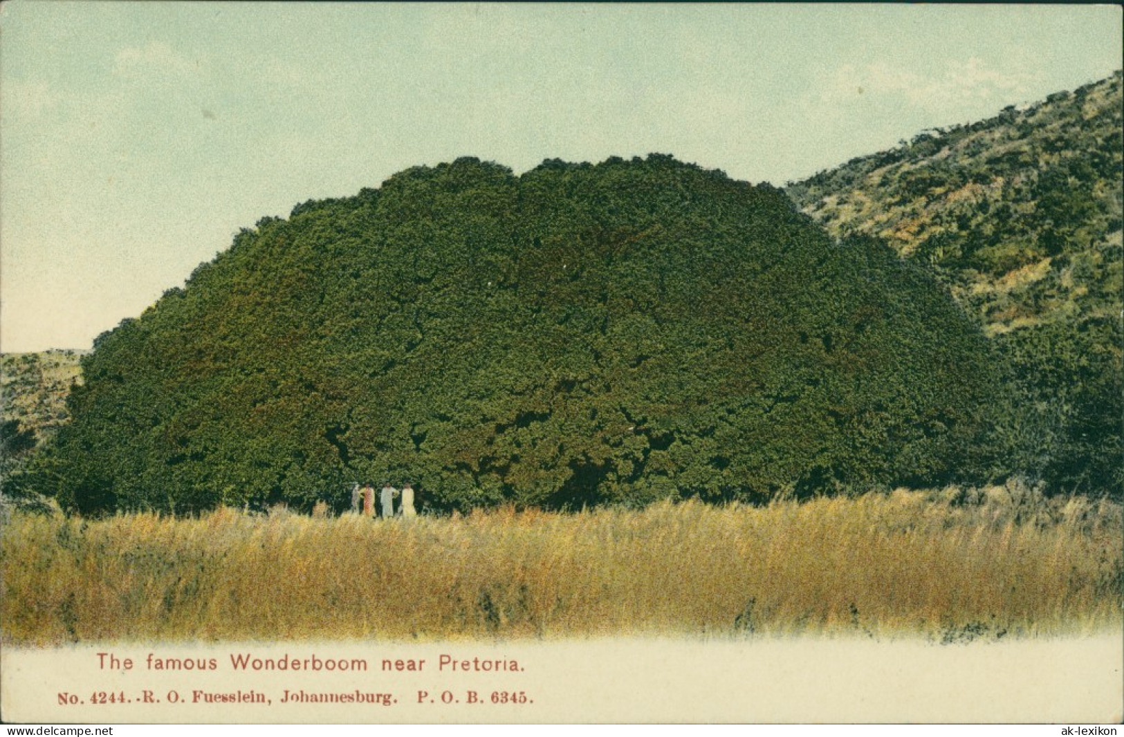 Postcard Pretoria Tshwane The Famous Wonderboom 1909 - Sudáfrica