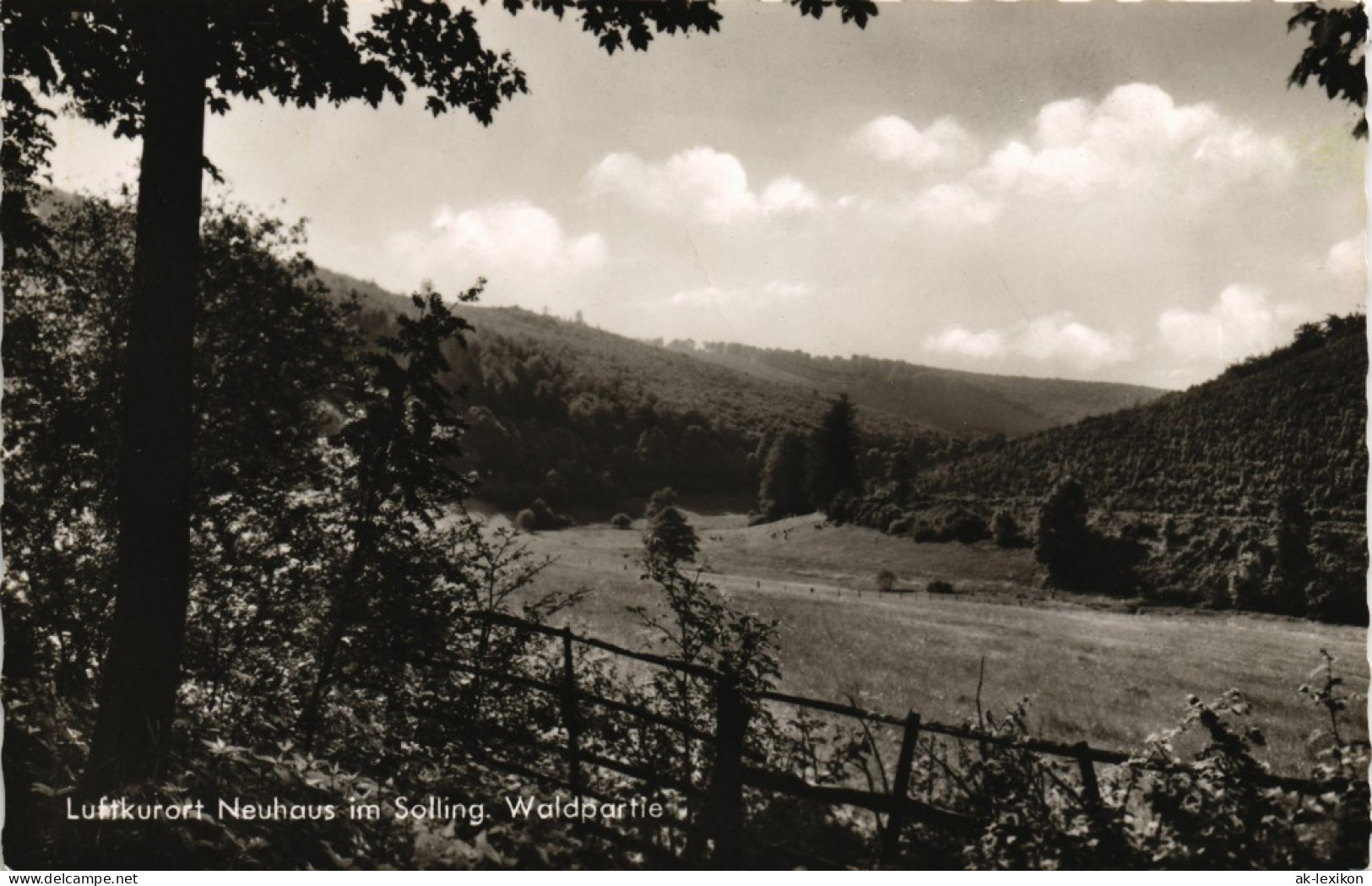 Ansichtskarte Neuhaus Im Solling-Holzminden Umland Wald Partie 1967 - Holzminden