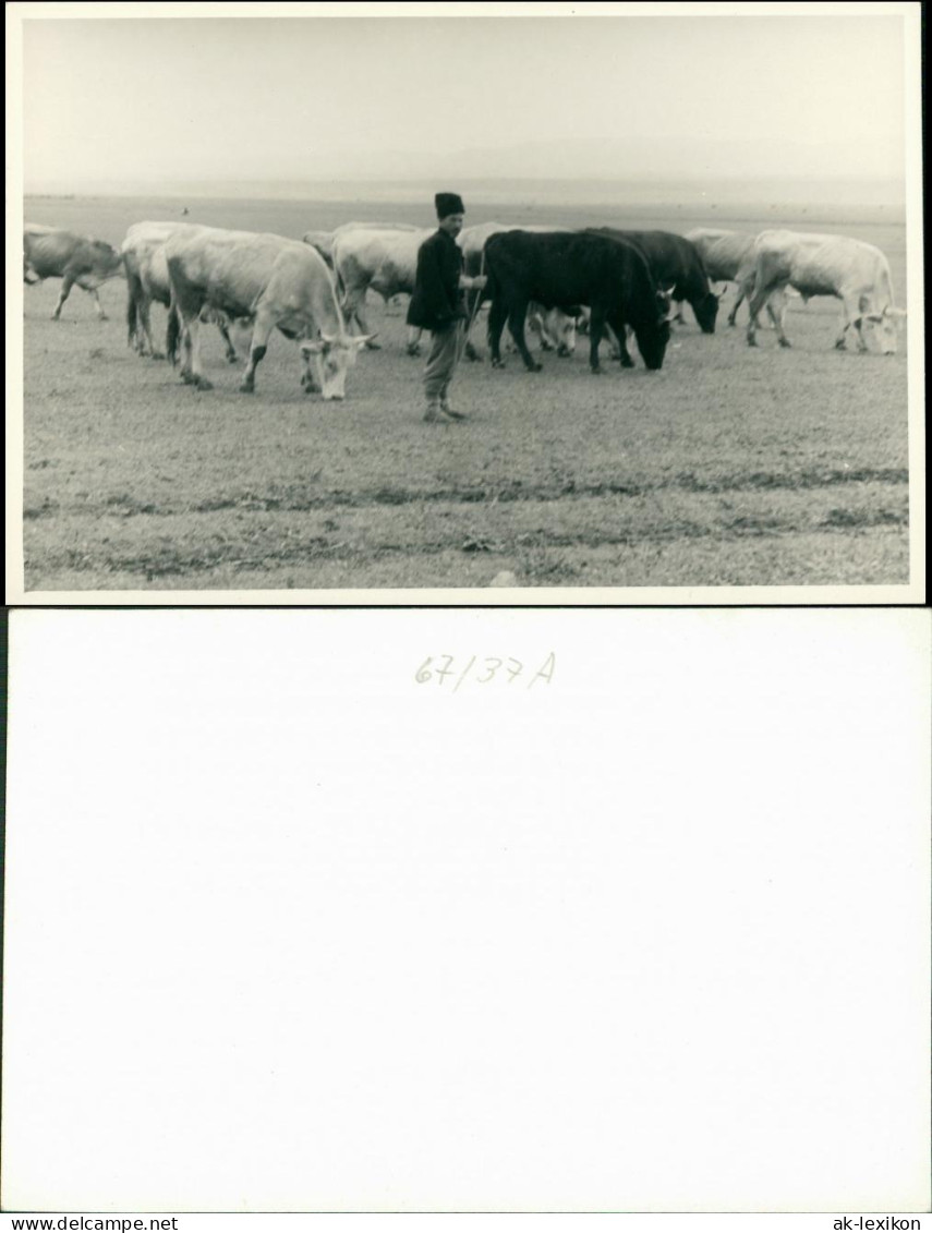 Bulgarien (allgemein) Trachten/Typen (Bulgarien) Hirte 1955 Privatfoto  - Bulgarie