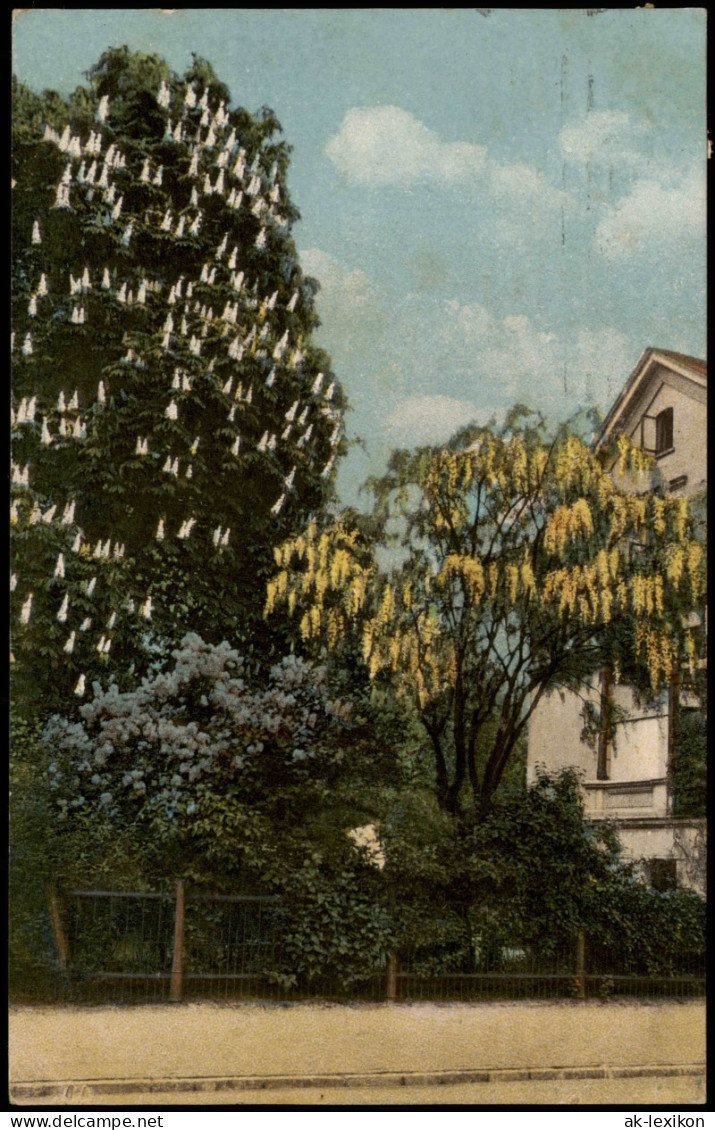 Ansichtskarte  Stimmungsbild: Frühling Baumblüte Haus 1918 - Other & Unclassified