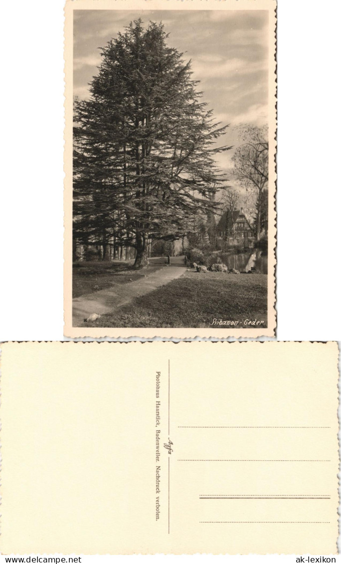 Ansichtskarte  Foto Ansicht Einer Libanon-Ceder / Zeder 1950 - Other & Unclassified