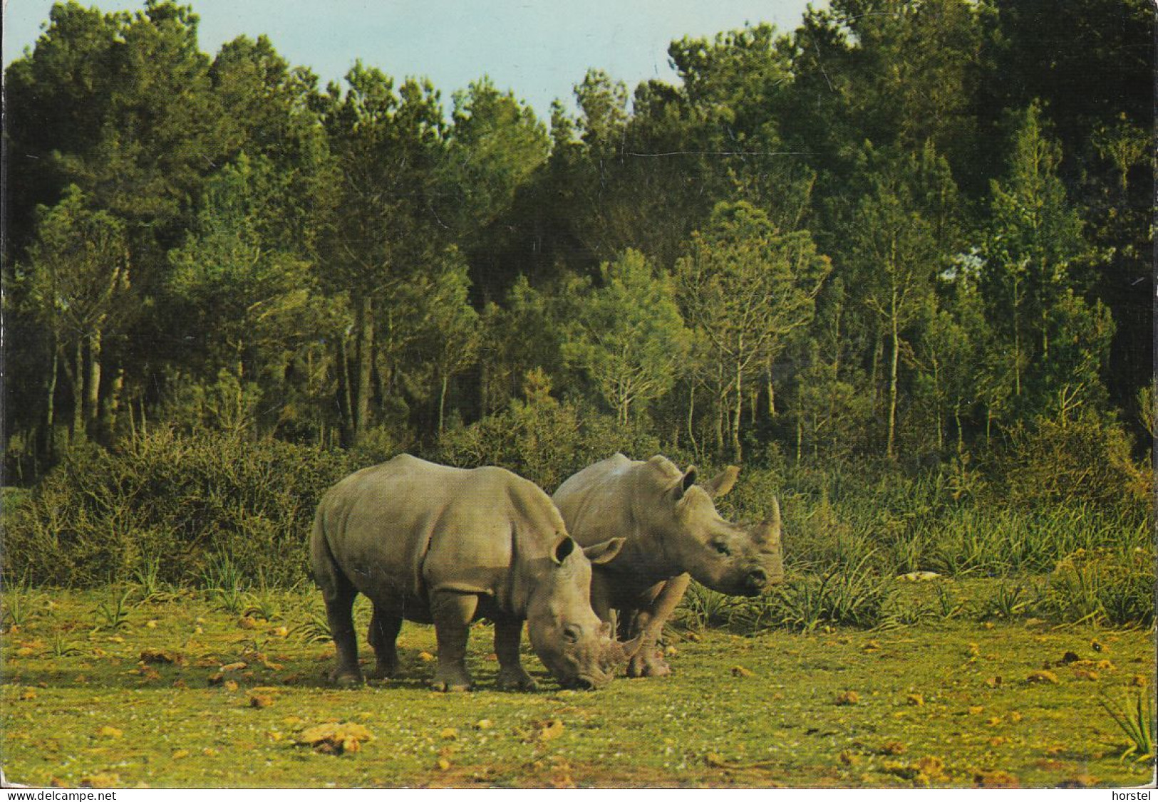 Spanien - Mallorca - Safari Ruhe - Nashörner - Rhinoceros - Nice Stamp - Mallorca