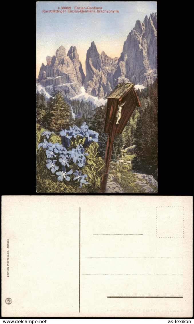 Kurzblättriger Enzian-Gentiana Brachyphylla (Schweizer Berge) 1910 - Other & Unclassified