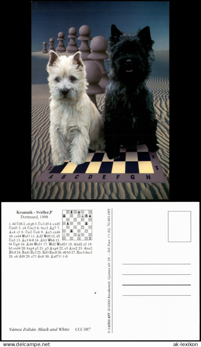 Ansichtskarte  Motivkarte Thema Schach (Chess) 2 Hunde Auf Schachbrett 1998 - Contemporary (from 1950)