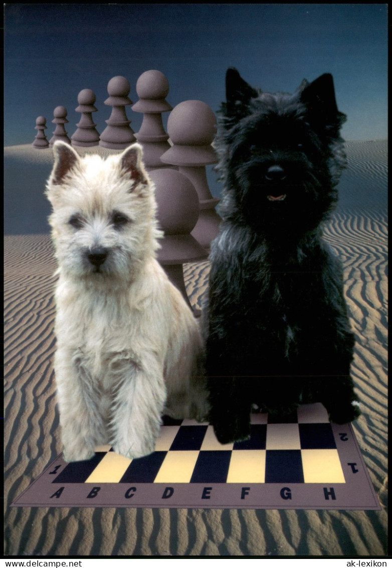 Ansichtskarte  Motivkarte Thema Schach (Chess) 2 Hunde Auf Schachbrett 1998 - Contemporary (from 1950)