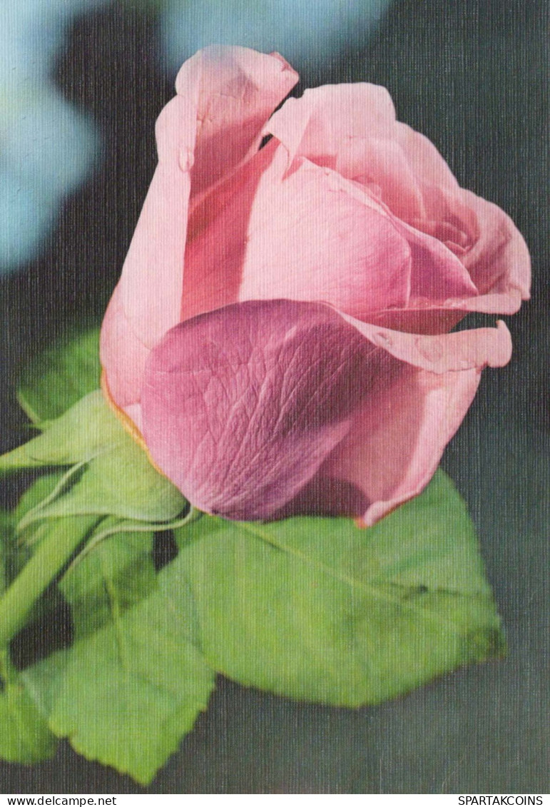 FLOWERS Vintage Postcard CPSM #PAS239.A - Fiori