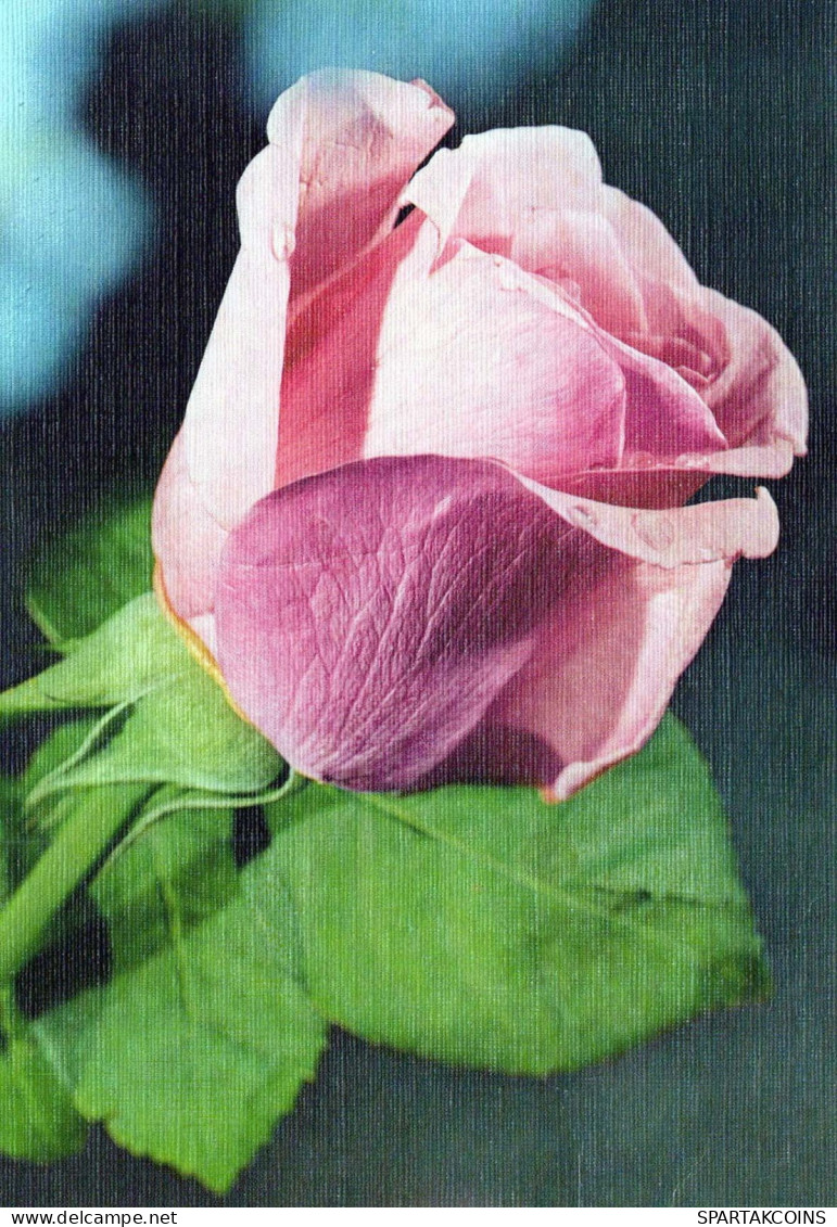 FLOWERS Vintage Postcard CPSM #PAS239.A - Fiori