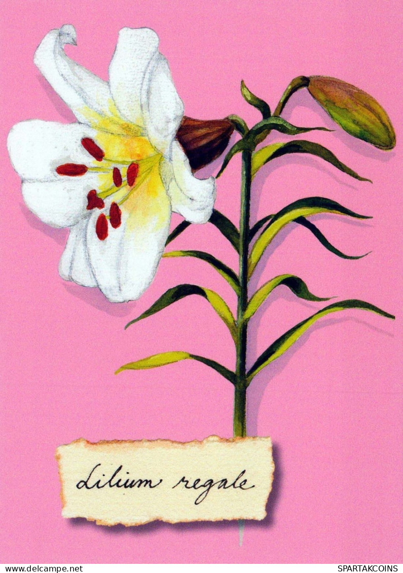 FLOWERS Vintage Ansichtskarte Postkarte CPSM #PBZ098.A - Fleurs