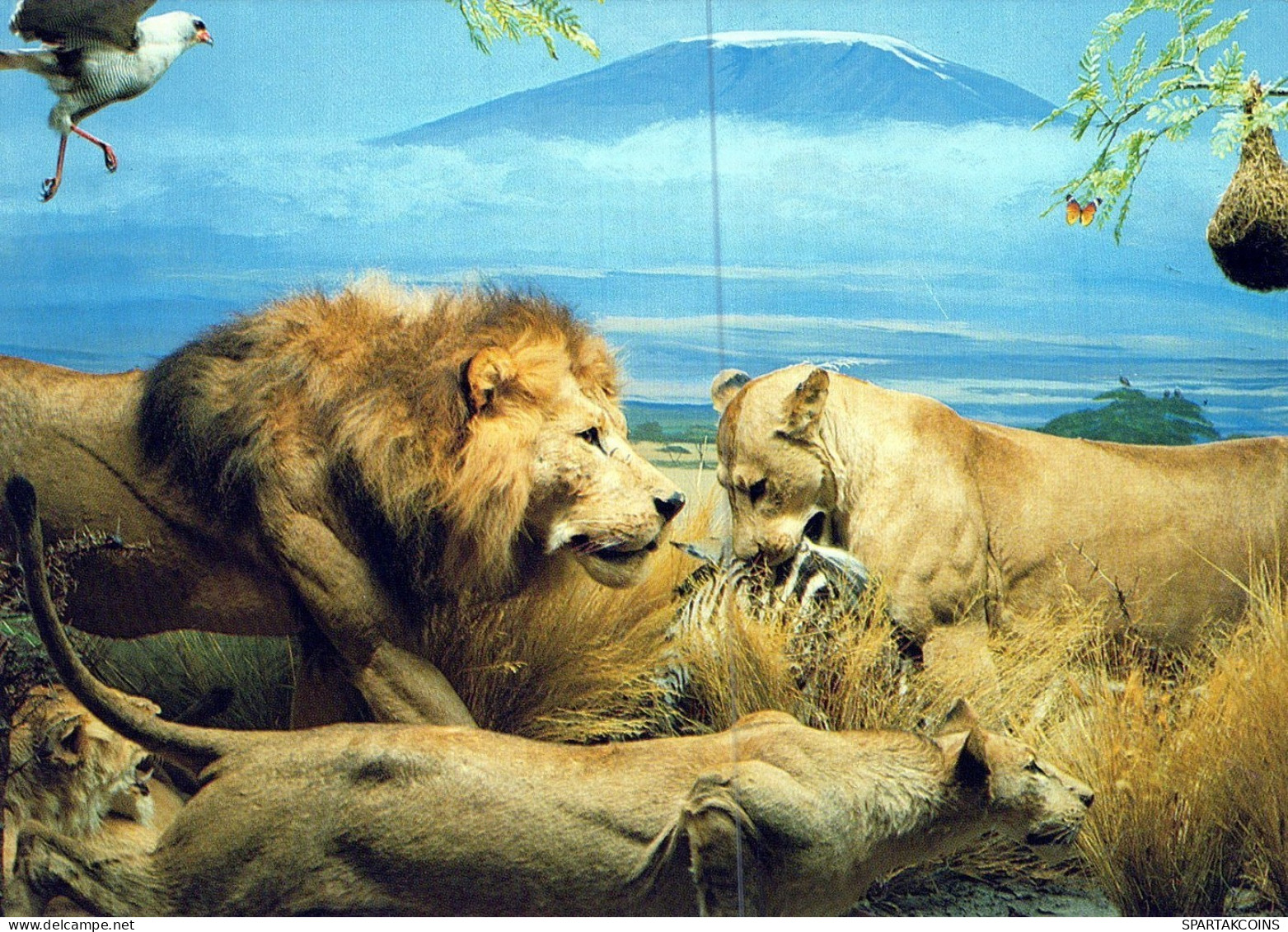 LEÓN GATO GRANDE Animales Vintage Tarjeta Postal CPSM #PAM012.A - Lions