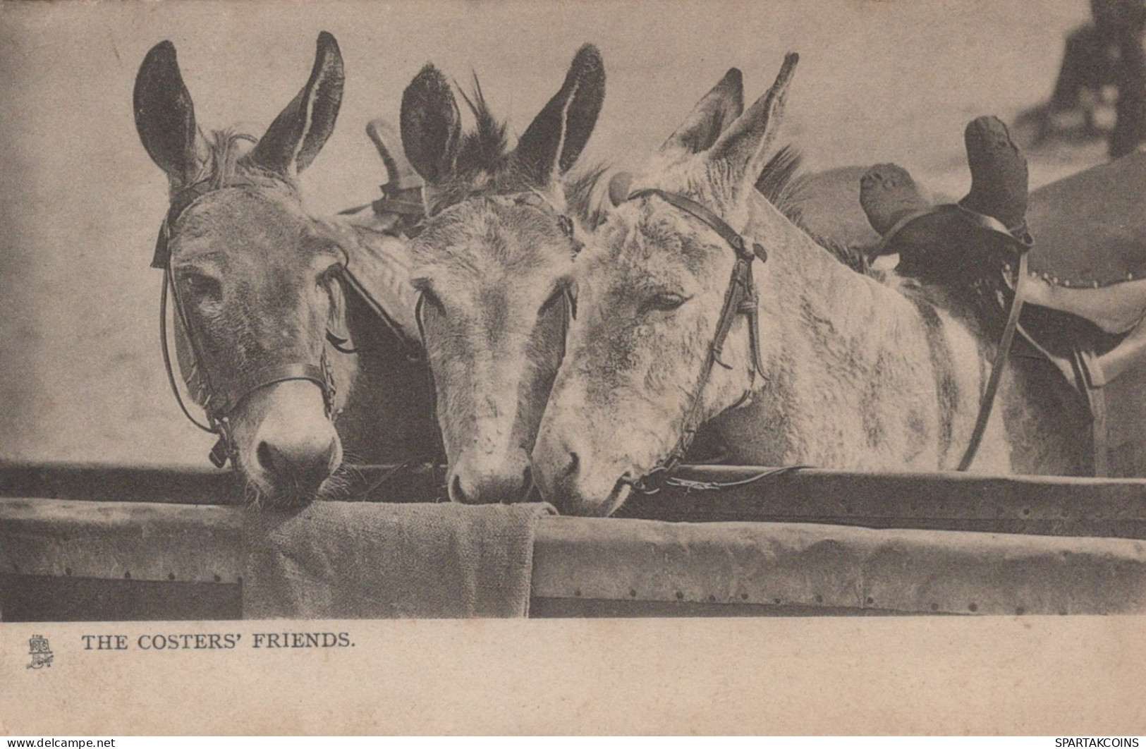 BURRO Animales Vintage Antiguo CPA Tarjeta Postal #PAA206.A - Donkeys