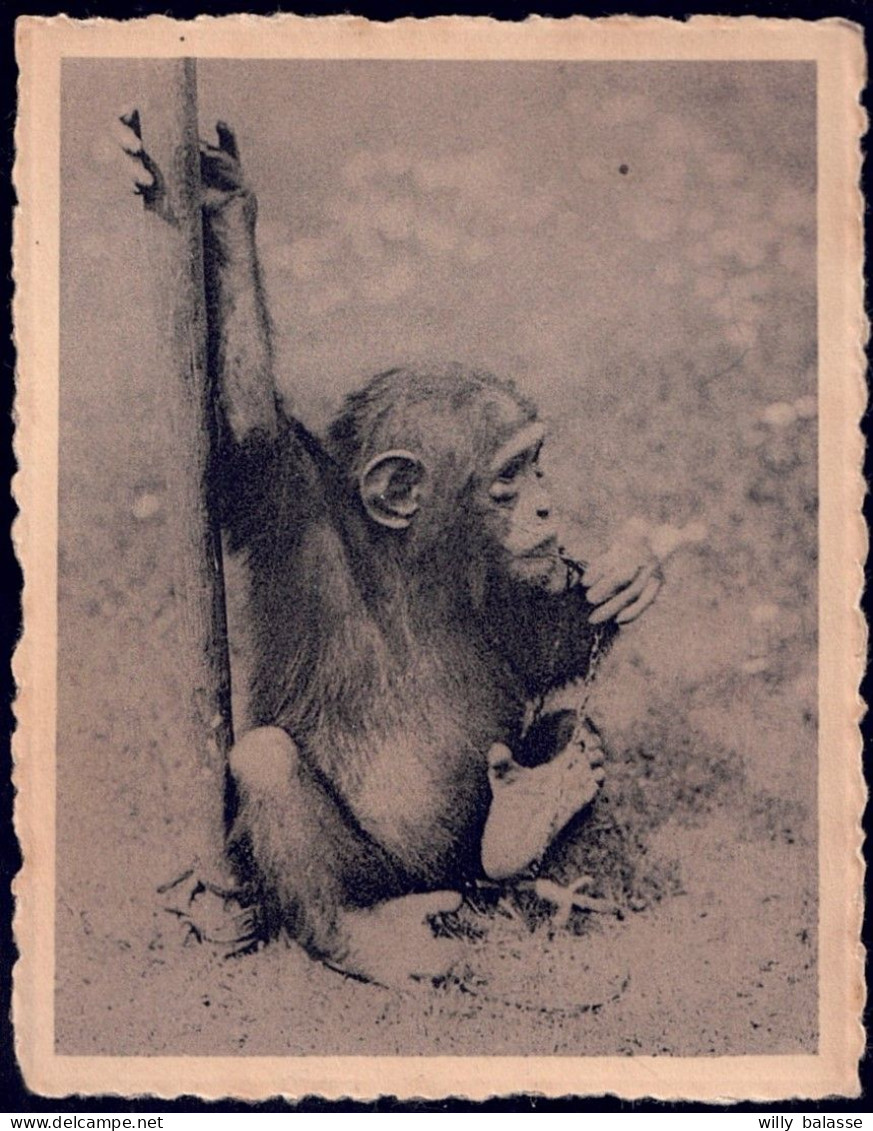 +++ Petite CPA - ANVERS - ANTWERPEN - Zoo - Jardin Zoologique - Chimpanzé - Singe // - Antwerpen