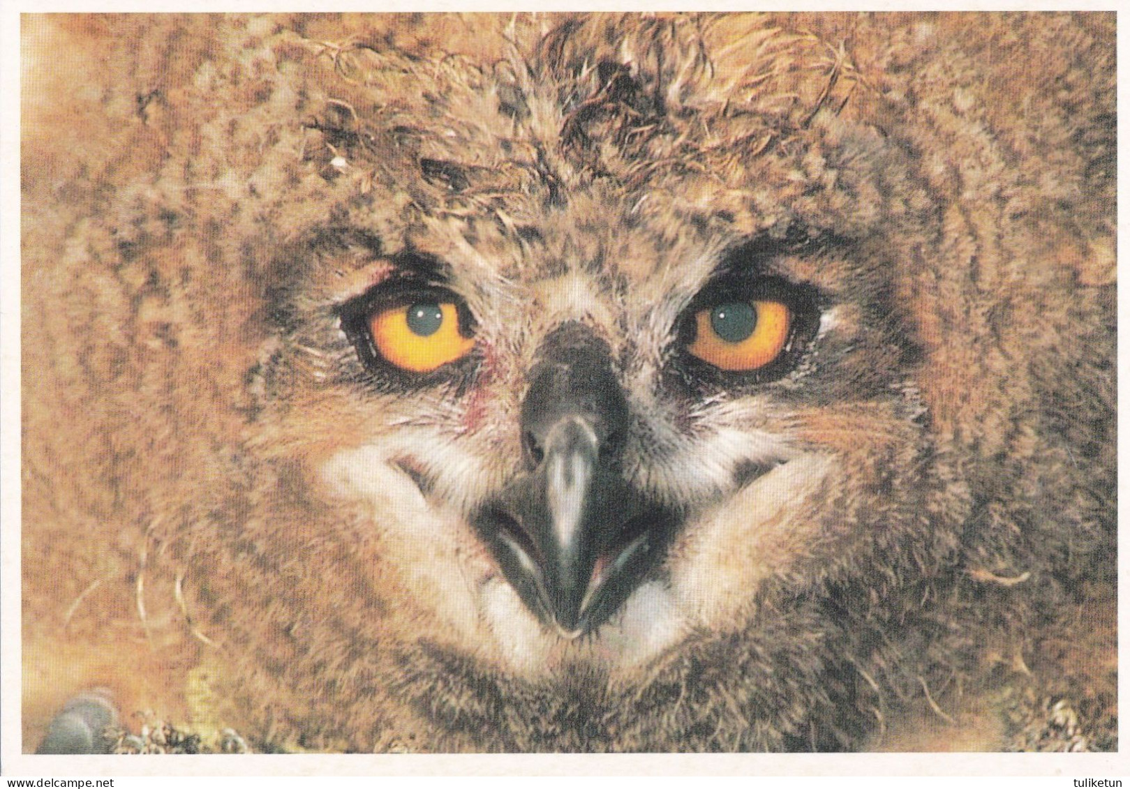 Bird - Oiseau - Vogel - Uccello - Pássaro - Pájaro - Great Horned Owl - Bubo Bubo - Oiseaux