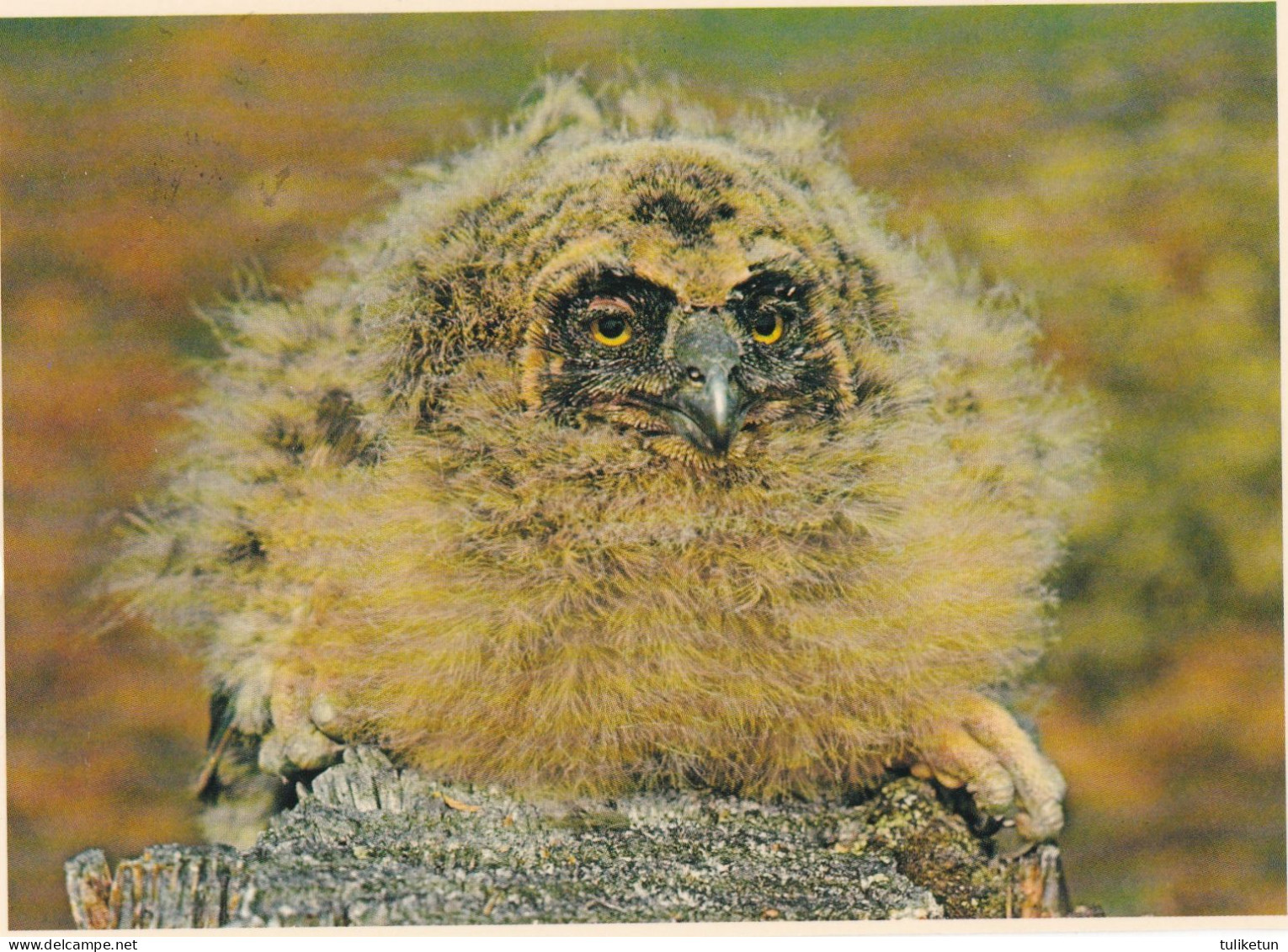 Owl - Hibou - Uil - Eule - Gufo - Coruja - Búho - Owl - Suopöllö - Barn Owl - Asio Flammeus - Oiseaux