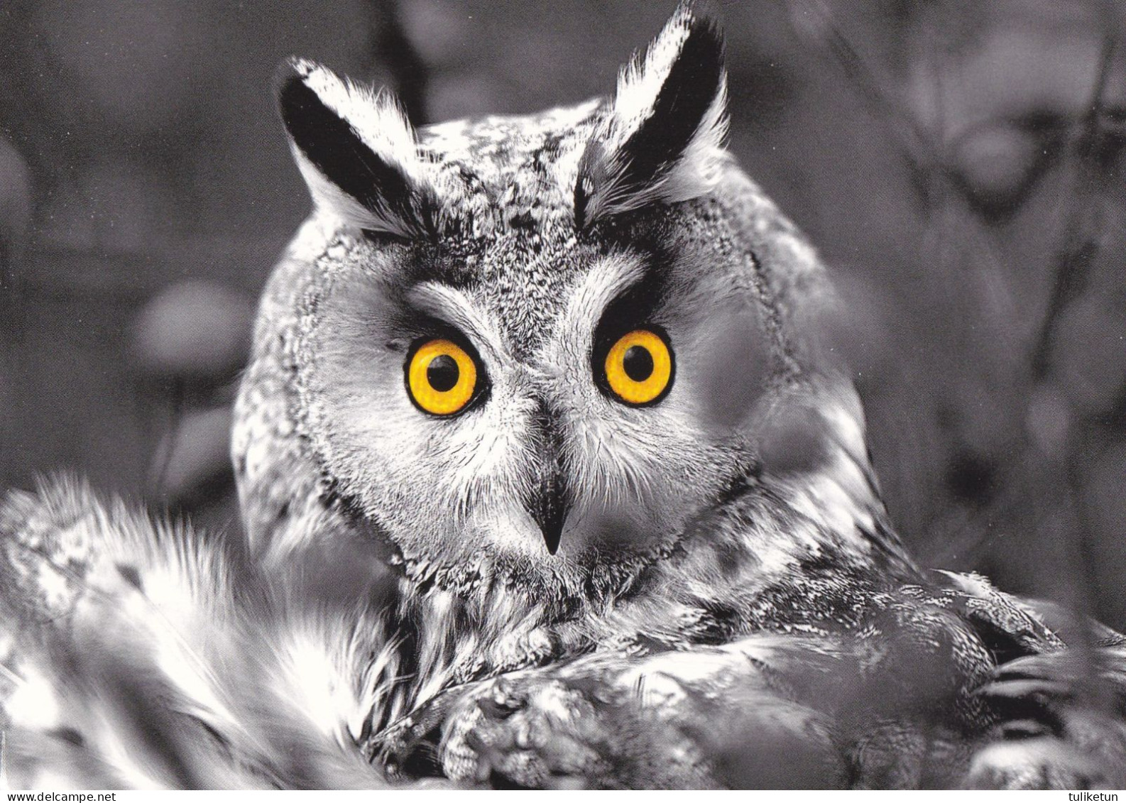 Owl - Hibou - Uil - Eule - Gufo - Coruja - Búho - Owl - Oiseaux