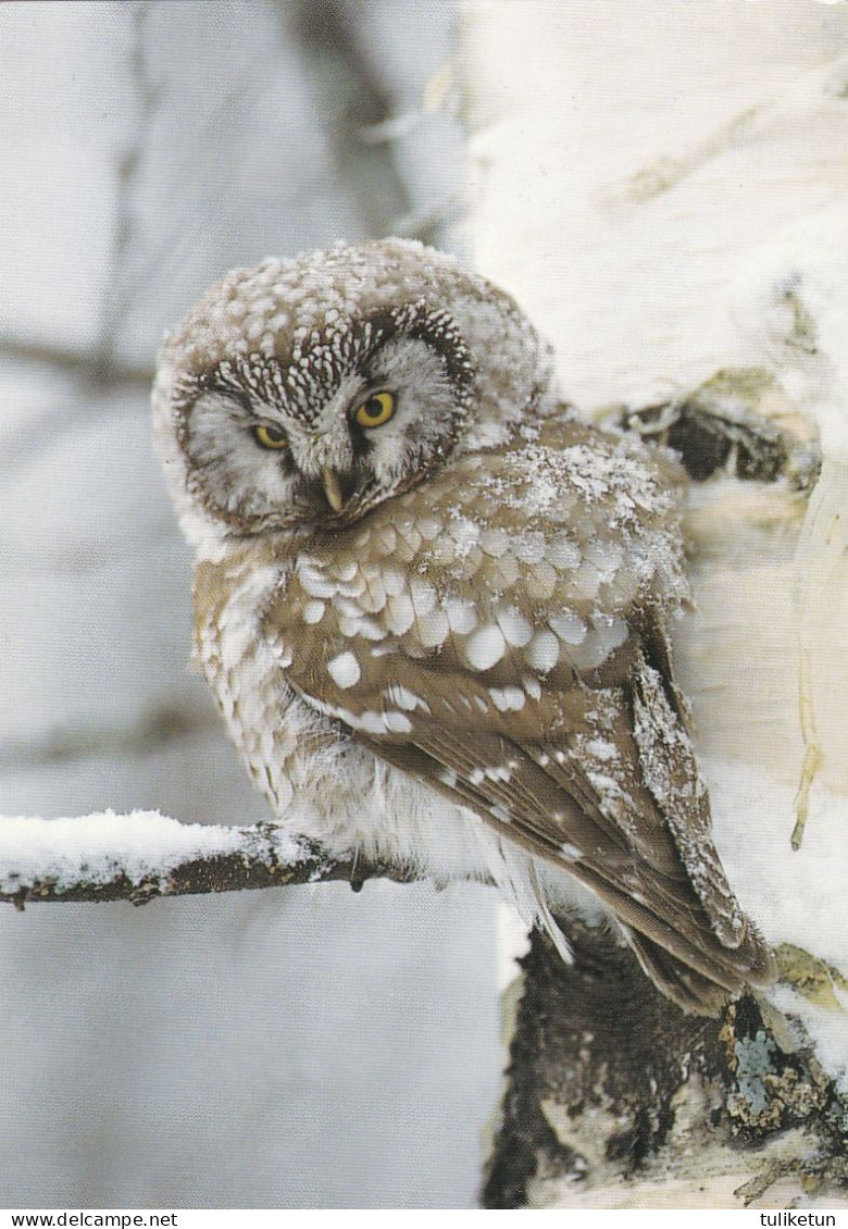 Owl - Hibou - Uil - Eule - Gufo - Coruja - Búho - Helmipöllö - Boreal Owl - Aegolius Funereus - Oiseaux