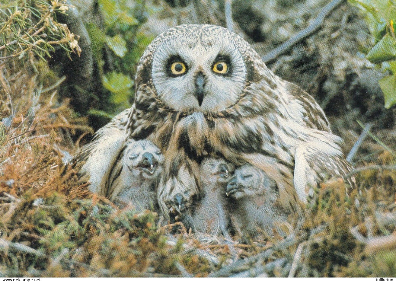 Owl - Hibou - Uil - Eule - Gufo - Coruja - Búho - Owl - Suopöllö - Barn Owl - Asio Flammeus - Oiseaux