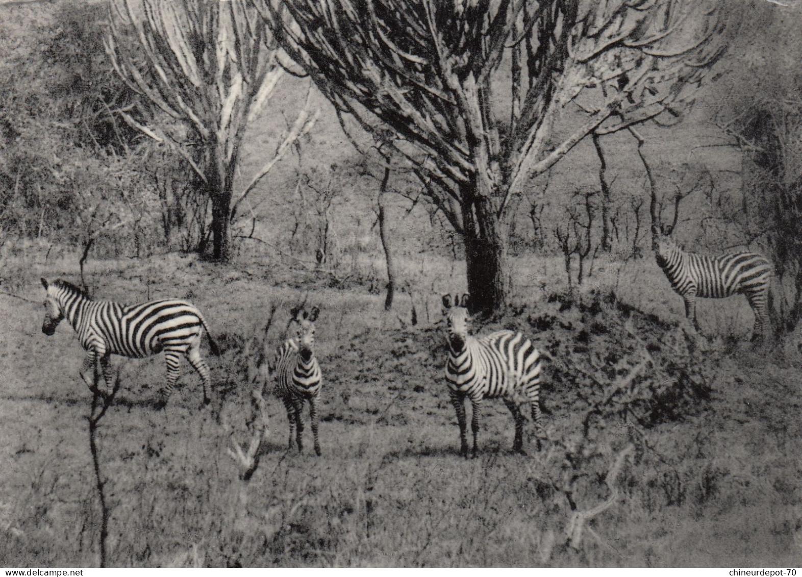 PARC NATIONAL DE KAGERA Des Zèbres Dans La Plaine D'Uruwita Rwanda - Congo Belge