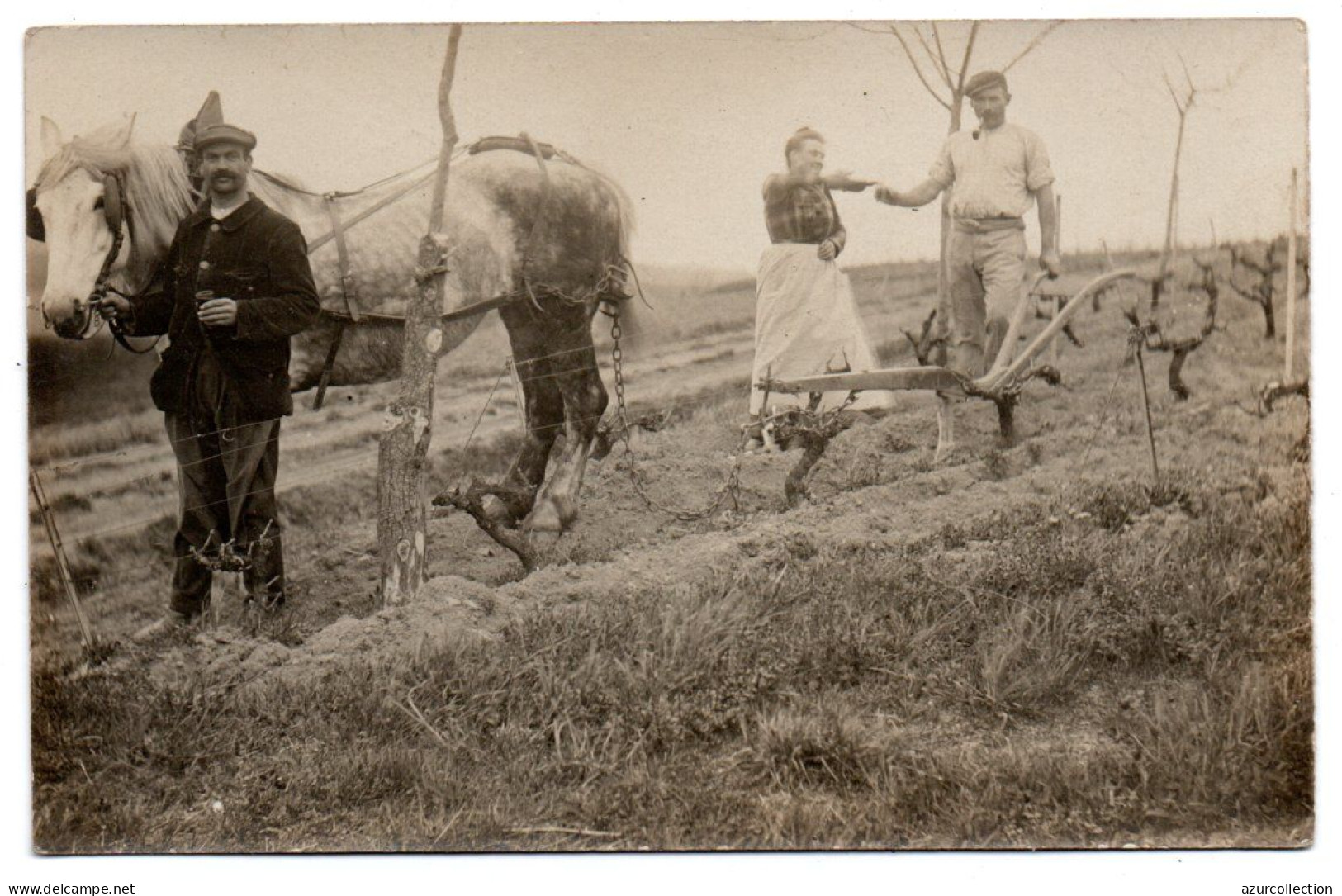 Scène De Labour. Soc Tiré Par Un Cheval Dans Les Vignes. Carte Photo Animée Non Située - Paesani