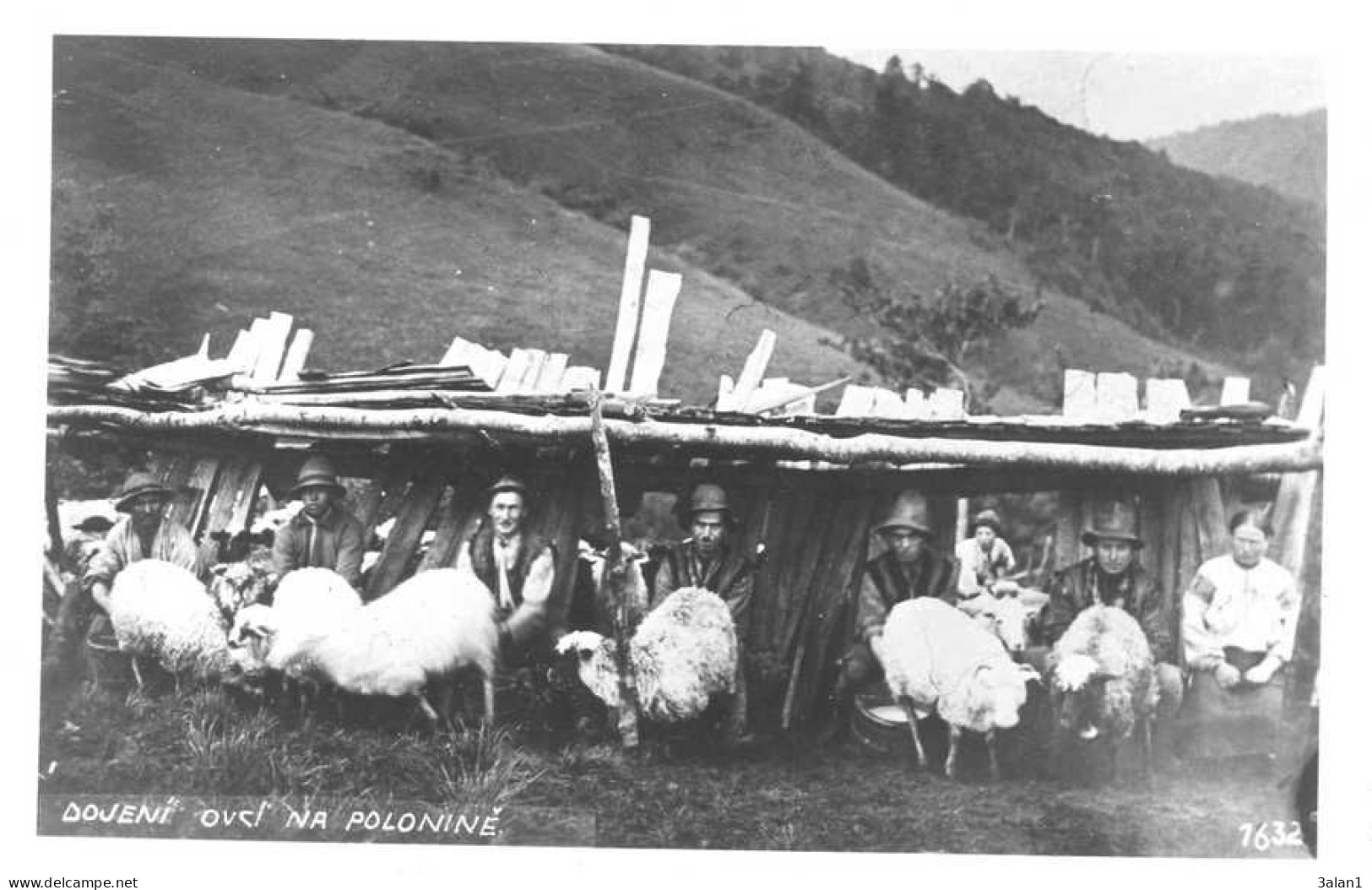 SLOVAQUIE  =  Dojeni  Ovci? Na Poloniné   5833 - Slowakije