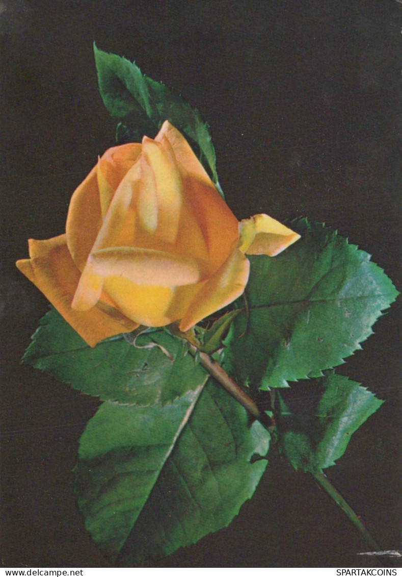 FLOWERS Vintage Postcard CPSM #PBZ213.GB - Blumen