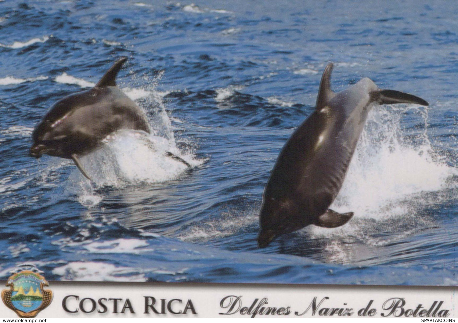 Dolphins Animals Vintage Postcard CPSM #PBS665.GB - Delfines