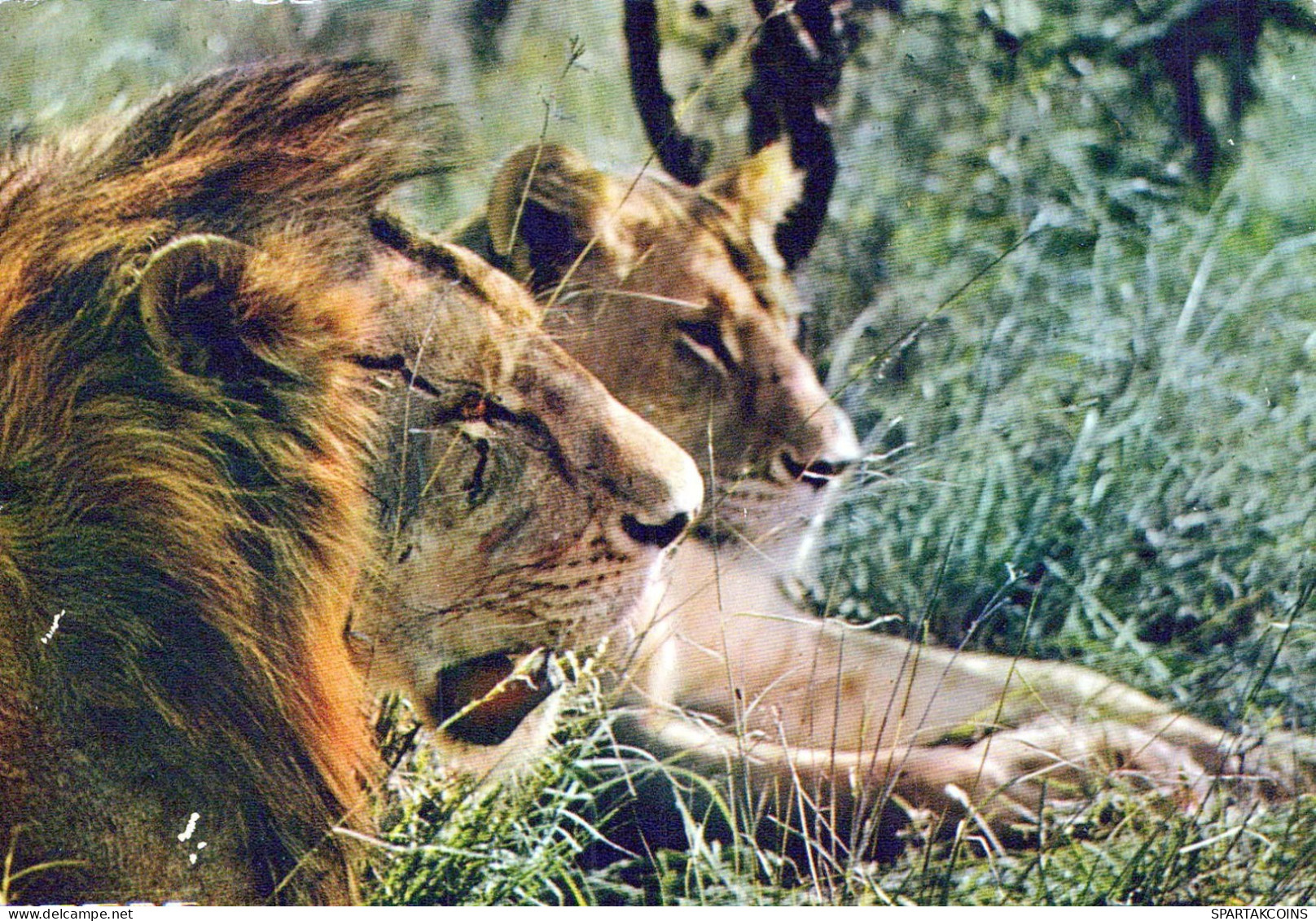 LION Animals Vintage Postcard CPSM #PBS042.GB - Lions