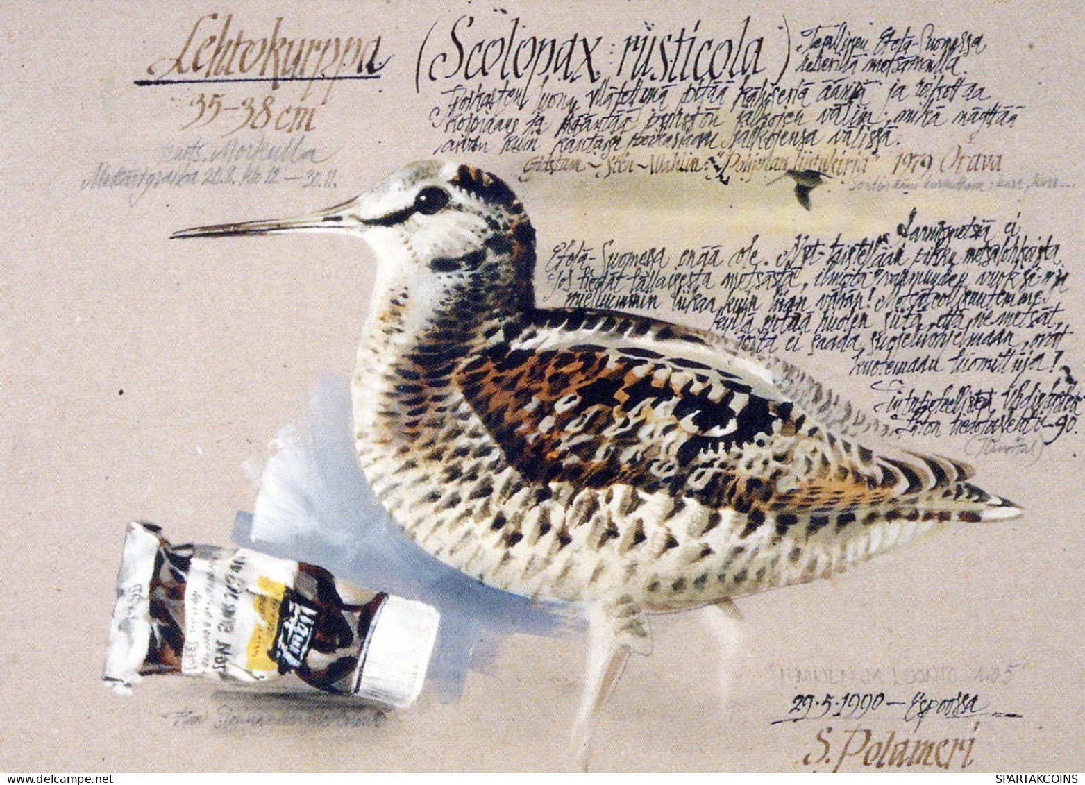 BIRD Animals Vintage Postcard CPSM #PBR694.GB - Oiseaux