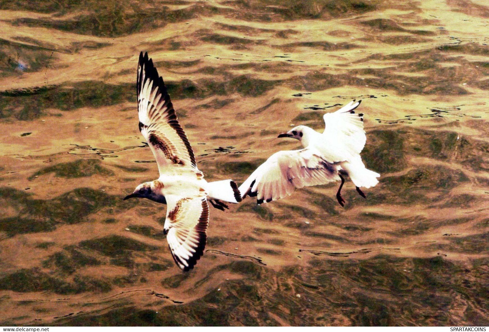 BIRD Animals Vintage Postcard CPSM #PBR379.GB - Oiseaux