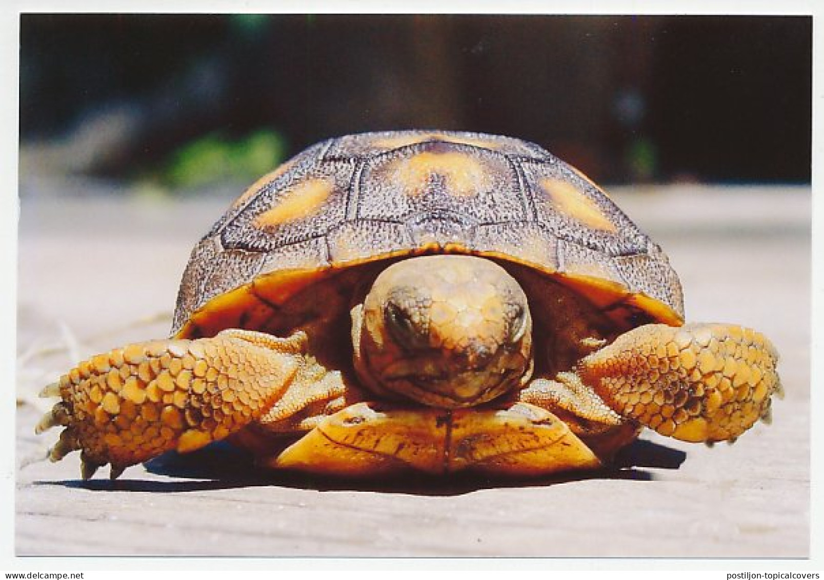Postal Stationery China 2006 Turtle - Tortoise - Other & Unclassified