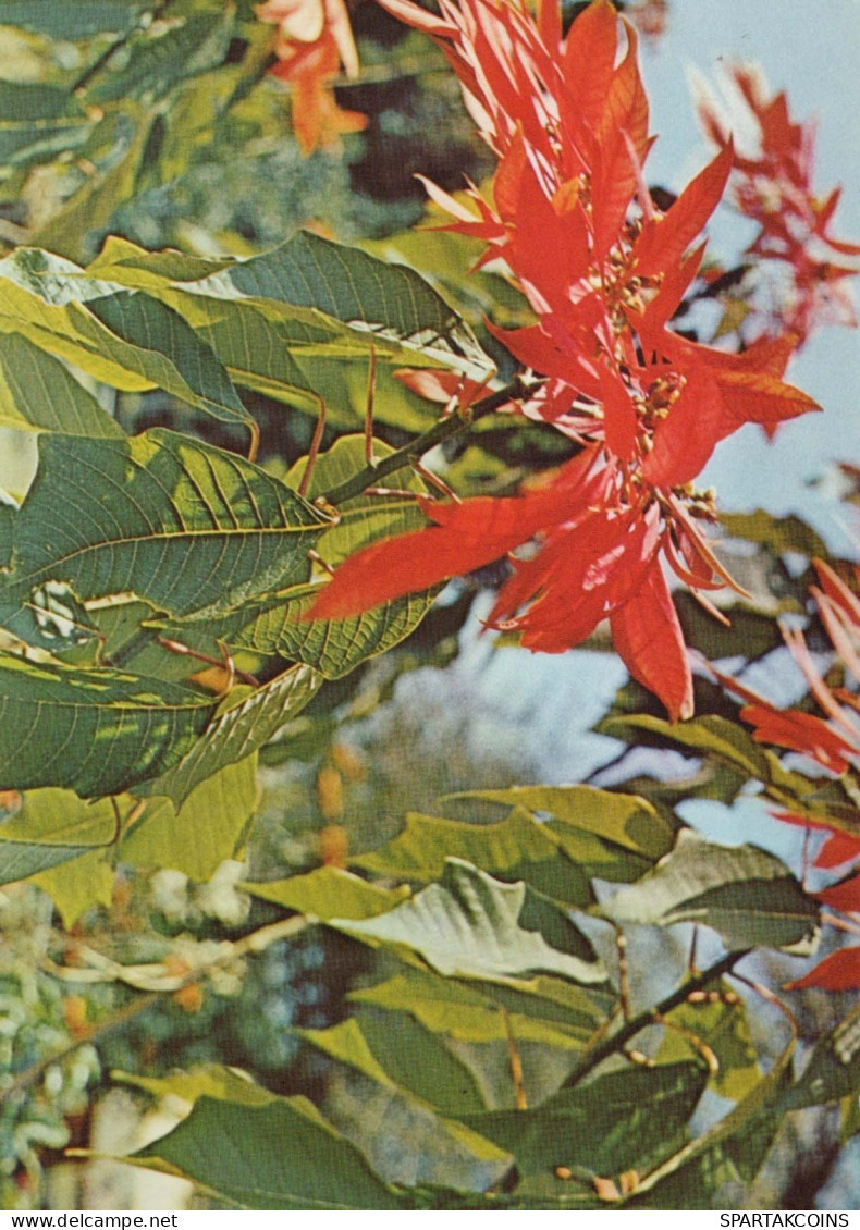 FLOWERS Vintage Postcard CPSM #PAS406.GB - Bloemen