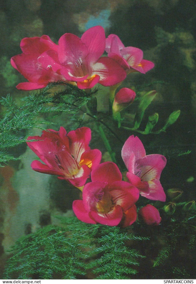 FLOWERS Vintage Postcard CPSM #PAR565.GB - Blumen