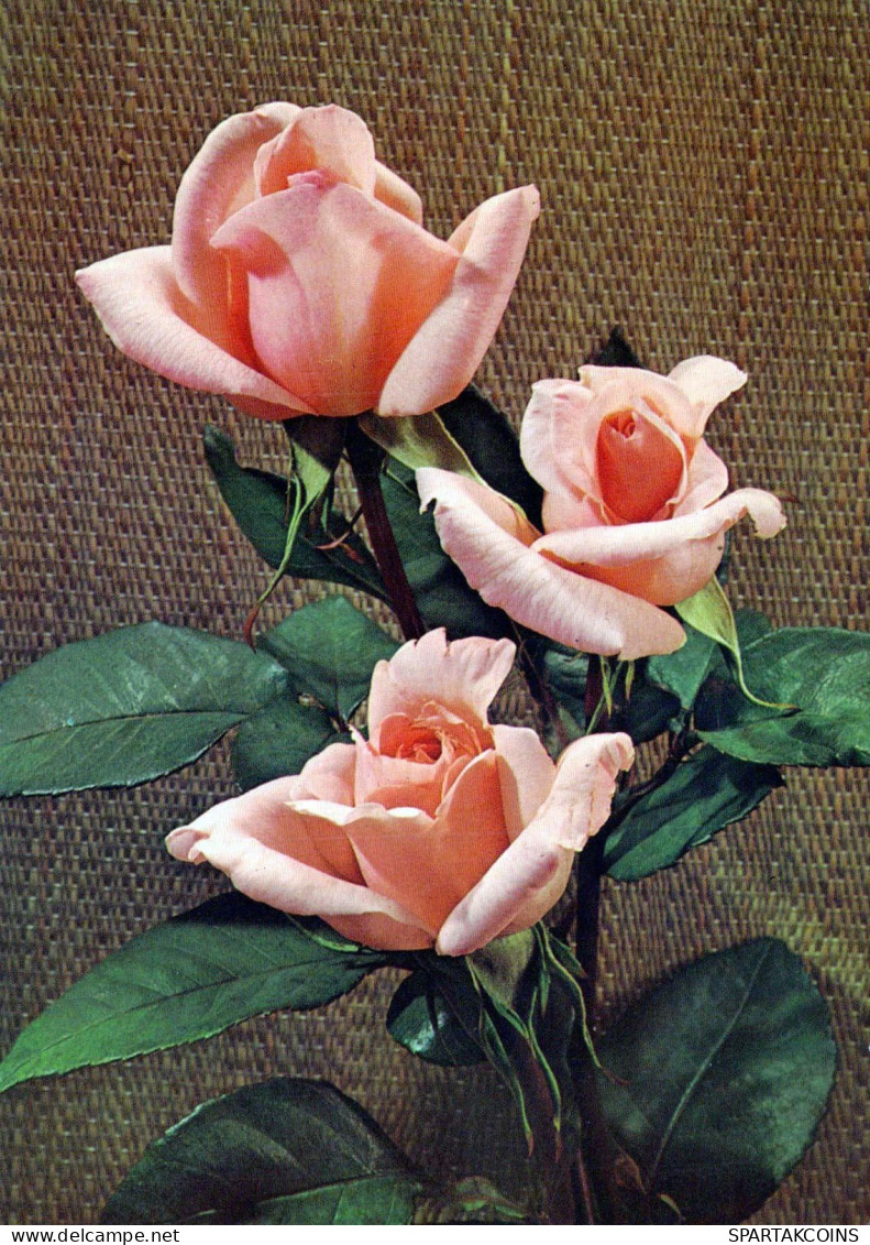 FLOWERS Vintage Postcard CPSM #PAR985.GB - Blumen