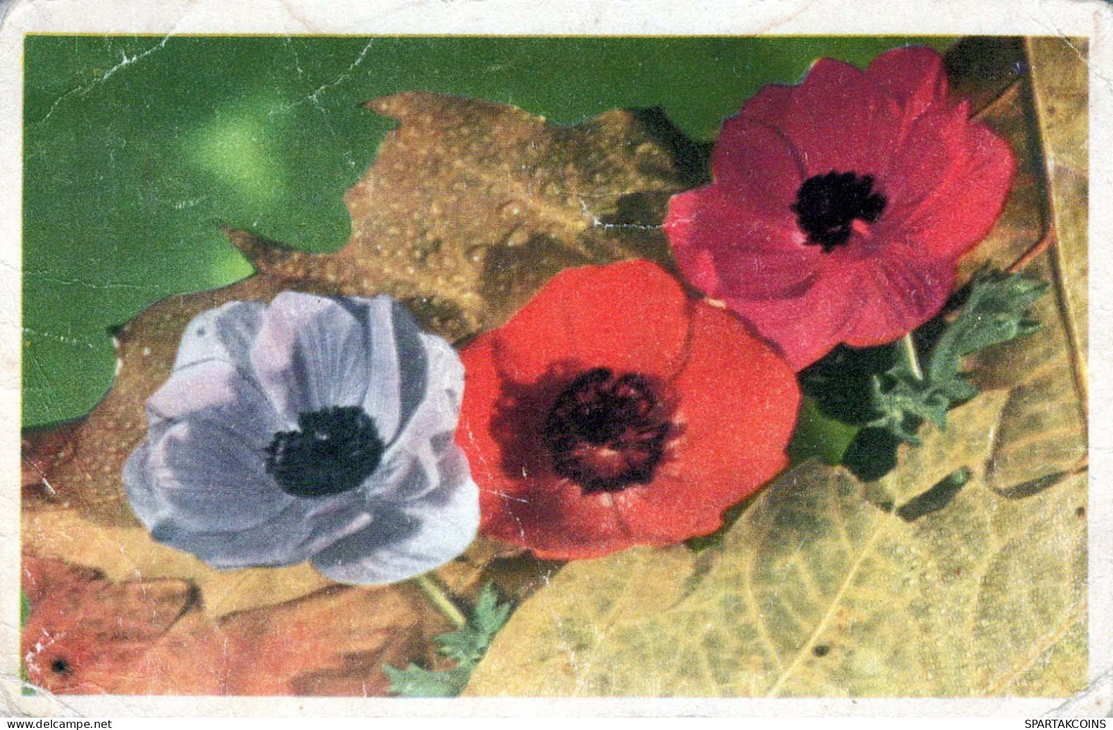 FLORES Vintage Tarjeta Postal CPA #PKE690.ES - Blumen