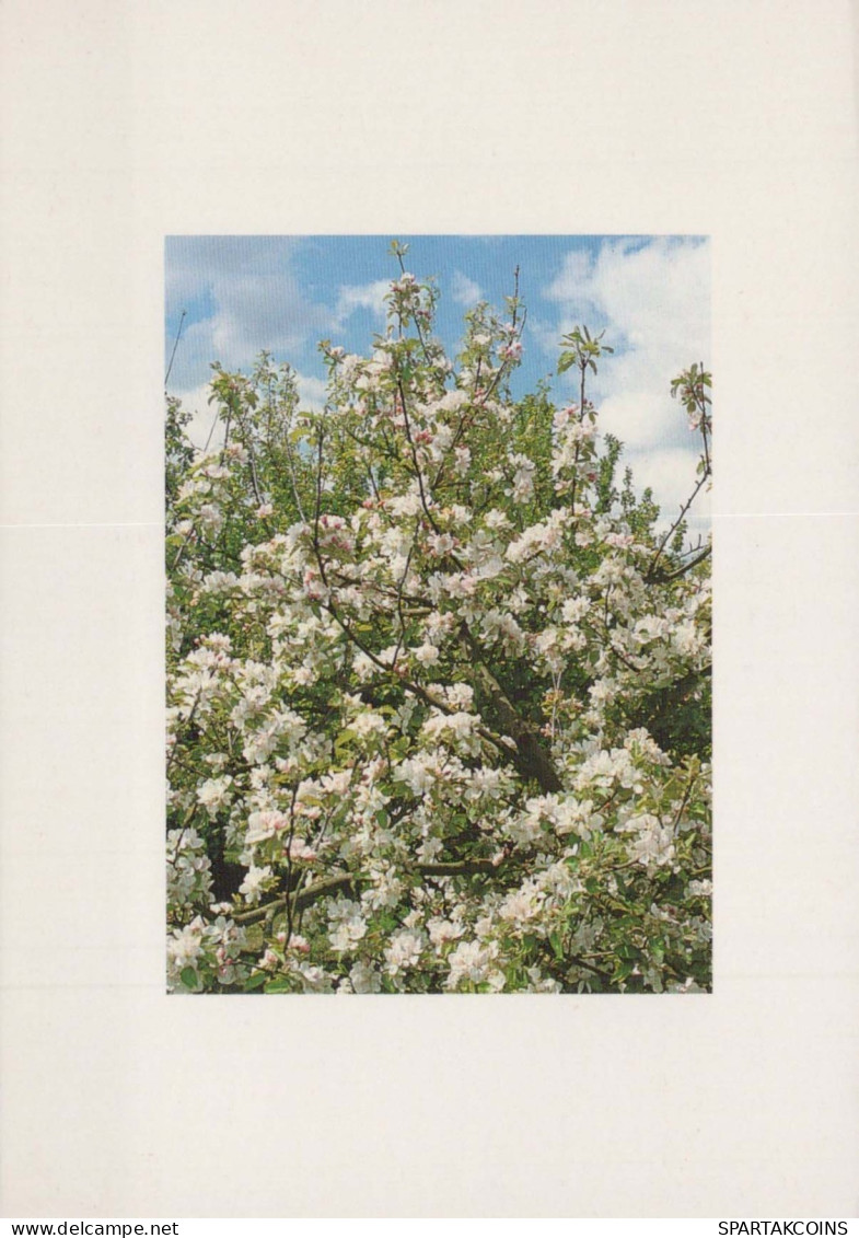 FLORES Vintage Tarjeta Postal CPSM #PBZ938.ES - Blumen