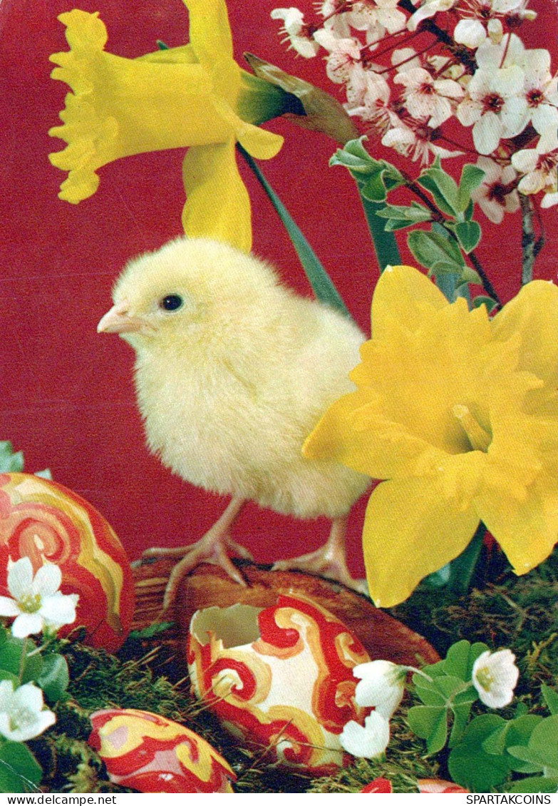 PASCUA POLLO HUEVO Vintage Tarjeta Postal CPSM #PBO997.ES - Pasqua