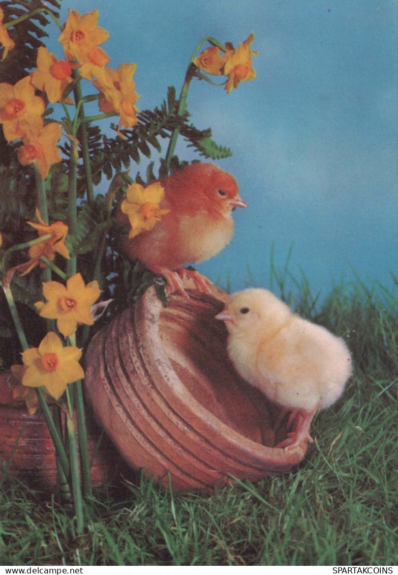 PASCUA POLLO HUEVO Vintage Tarjeta Postal CPSM #PBP243.ES - Pasqua