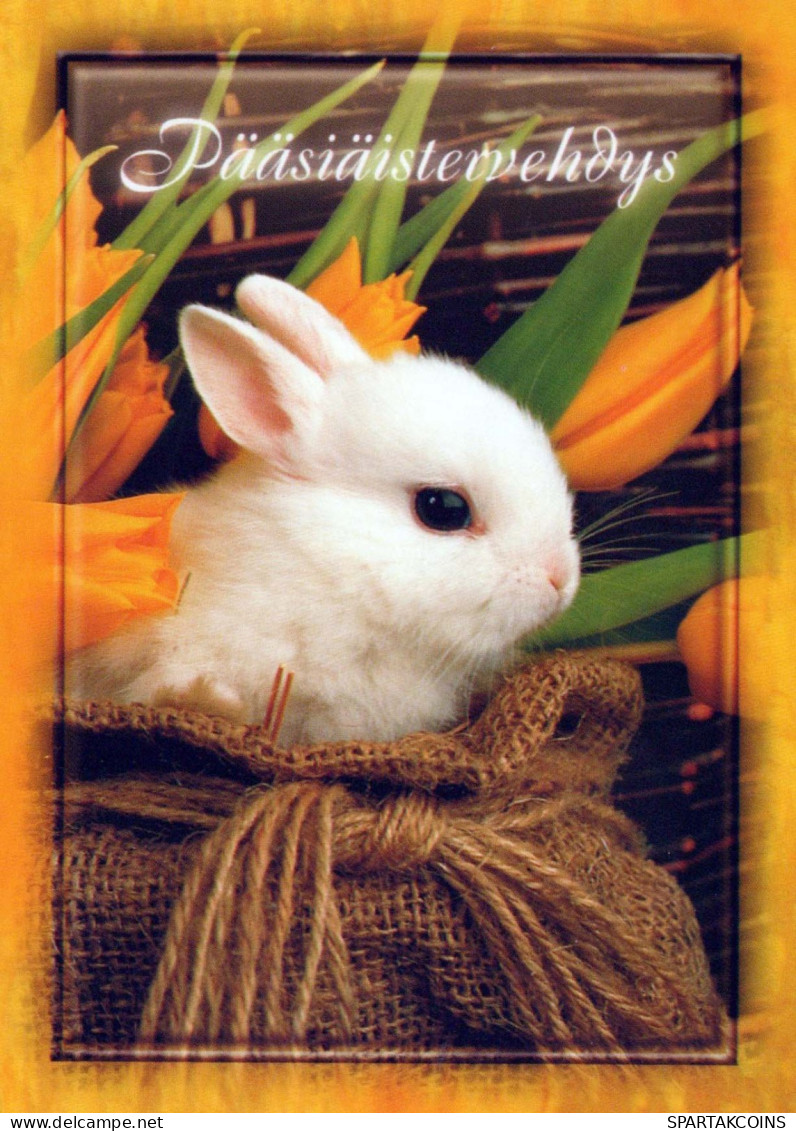 PASCUA CONEJO Vintage Tarjeta Postal CPSM #PBO492.ES - Pasqua