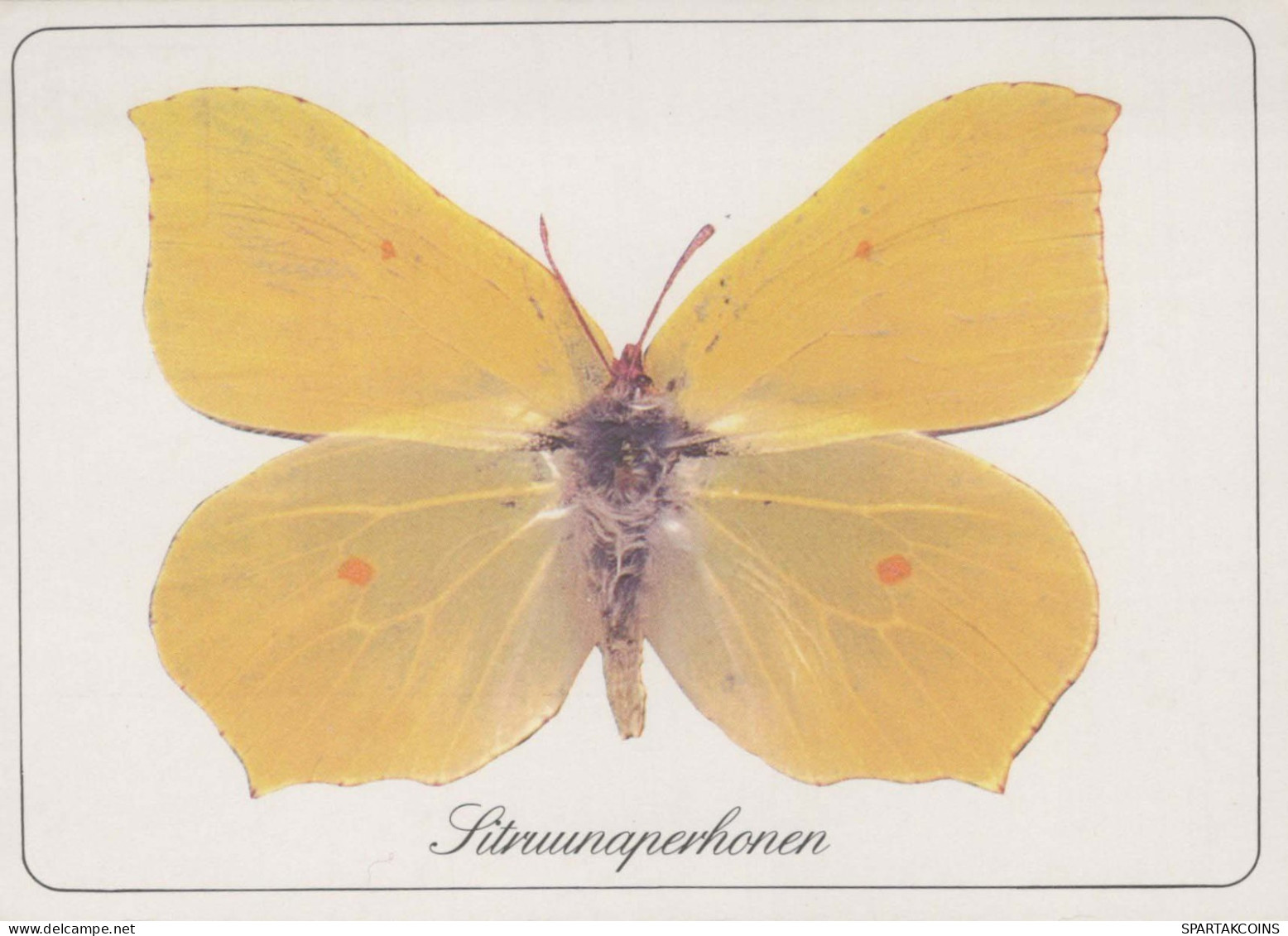 PAPILLONS Animaux Vintage Carte Postale CPSM #PBS423.FR - Papillons