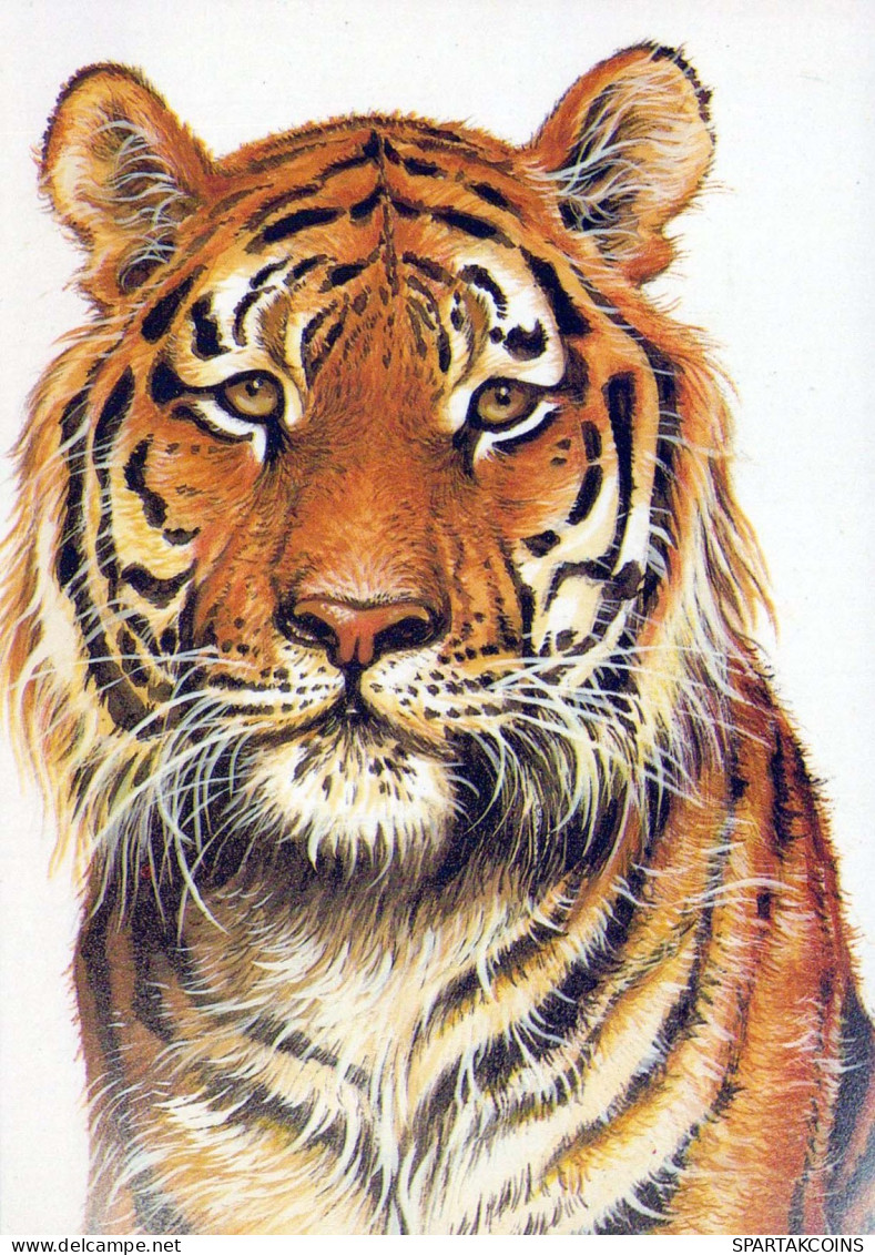 TIGRE Animaux Vintage Carte Postale CPSM #PBS044.FR - Tigres